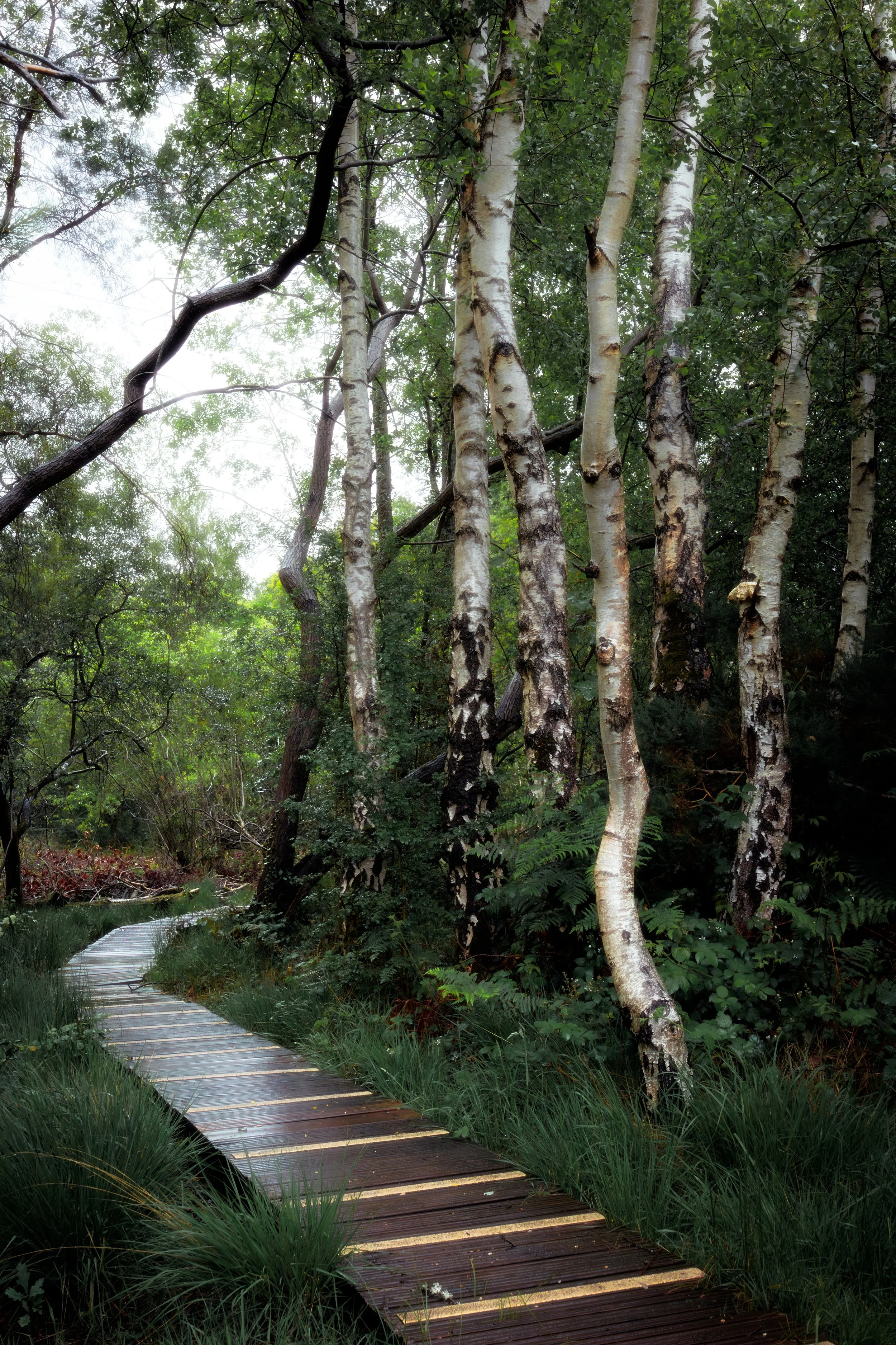 A wooden pathway winding through a lush green forest with tall trees and dense foliage.