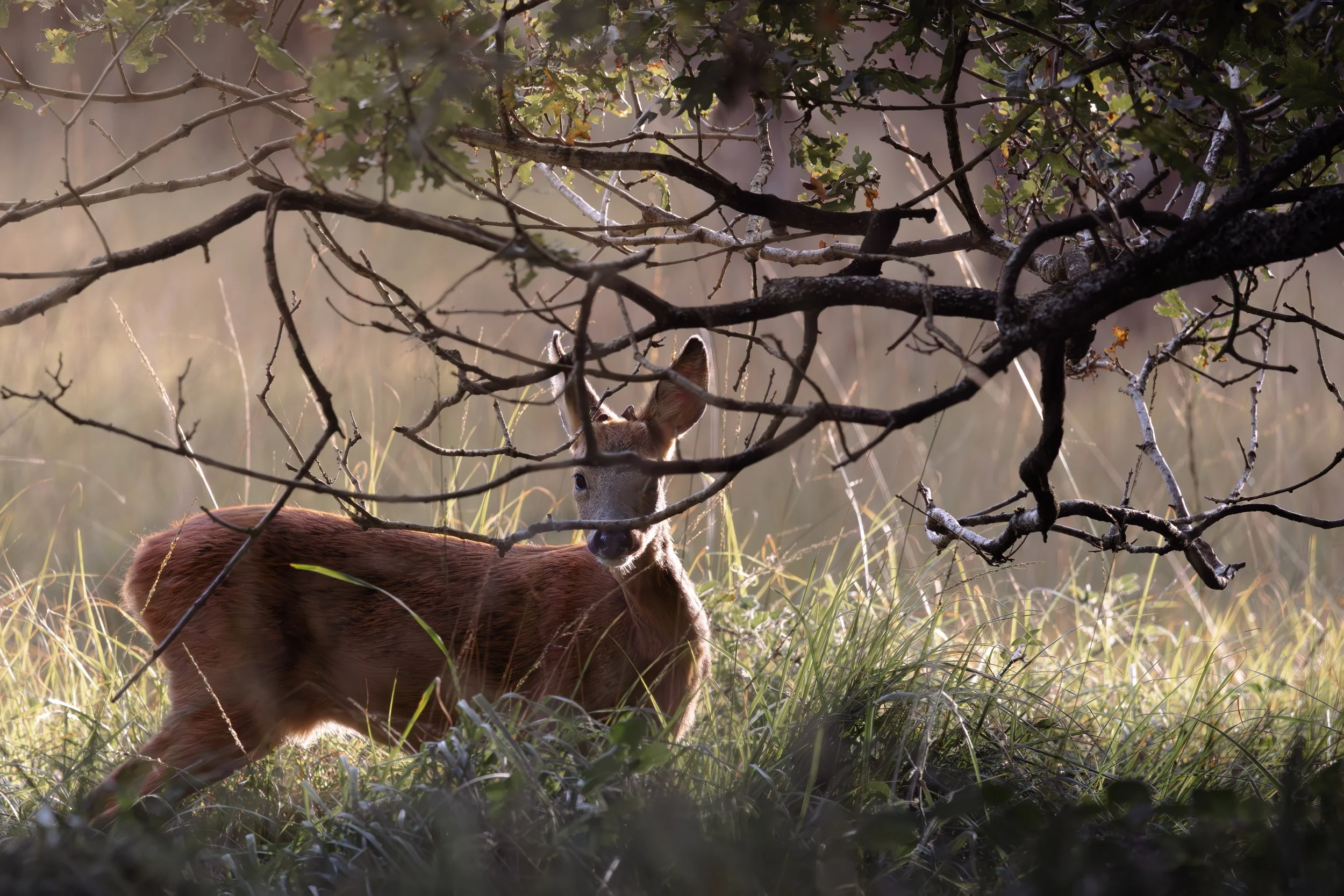 A young deer standing in tall grass beneath a tree, partially obscured by branches with leaves, looking directly at the camera.