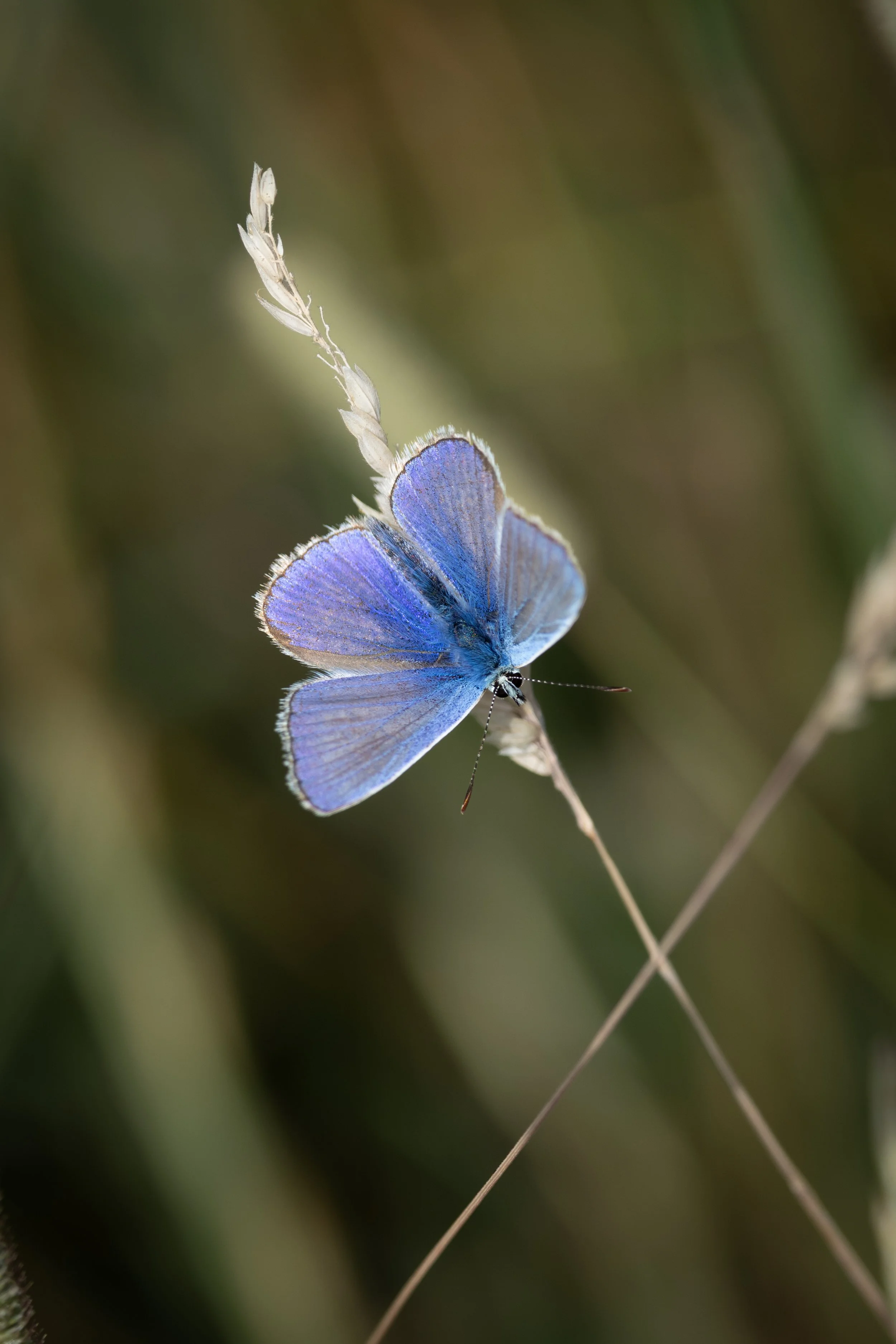 A close-up of a blue butterfly perched on a slender, dried grass stem with a soft-focus green background.