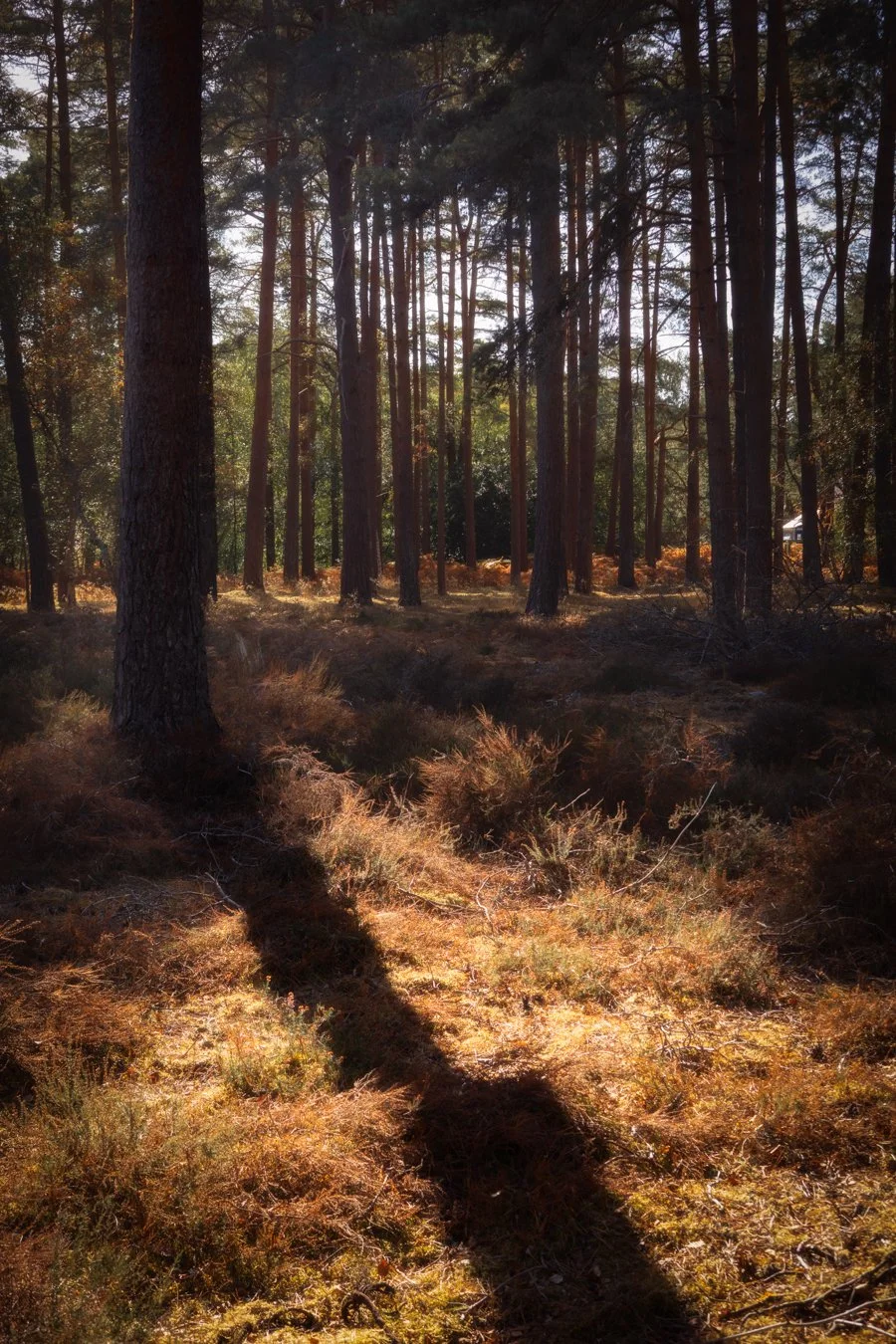 A forest scene with tall trees and sunlight filtering through the branches, casting shadows on the forest floor covered with dry grass and moss.