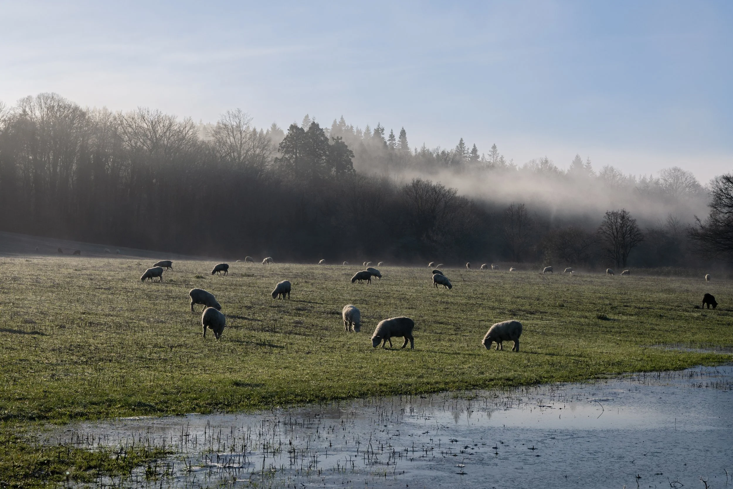 Misty Dawn Sheep Giclée Print