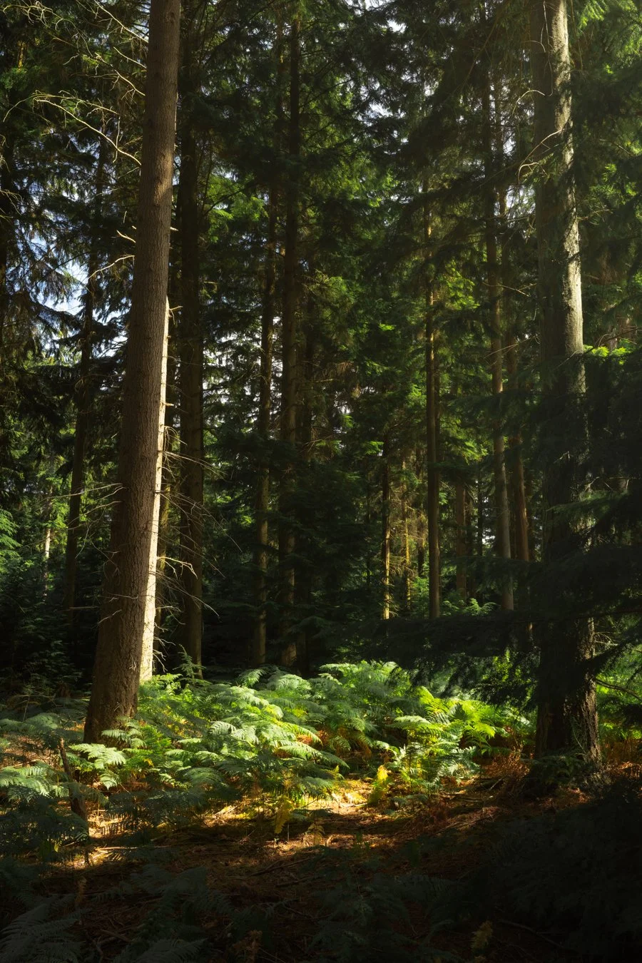 Dense forest with tall trees and green ferns on the forest floor, sunlight filtering through the treetops.
