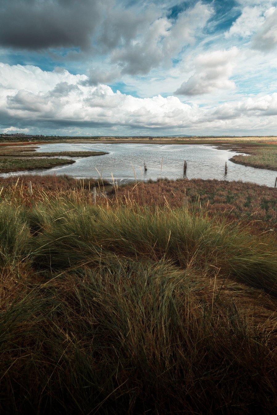 Wetland landscape with tall grasses in the foreground, a water body in the middle, and a sky with clouds overhead.