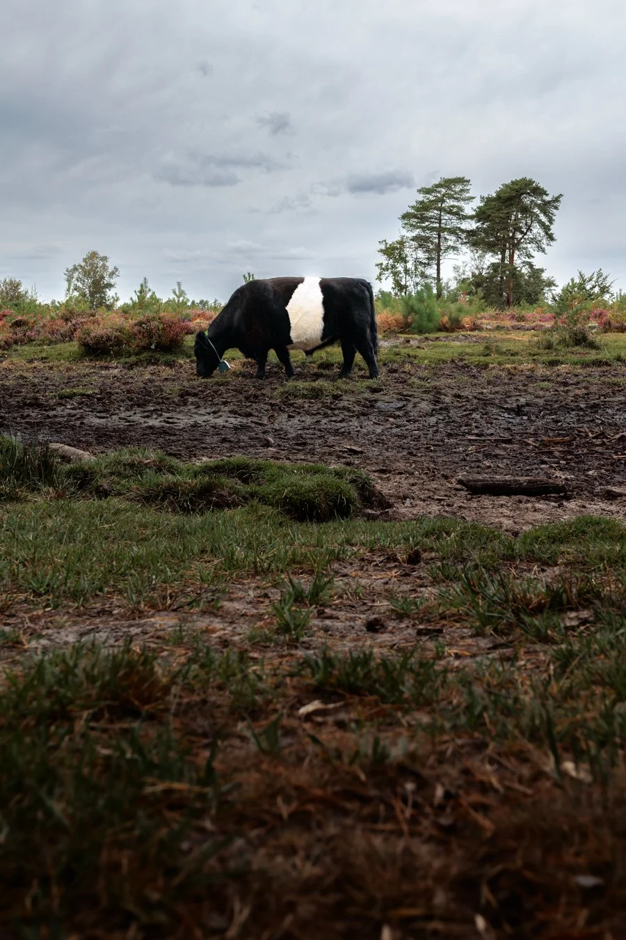 A black and white cow grazing on a muddy patch of land in a rural area with trees and shrubs under a cloudy sky.