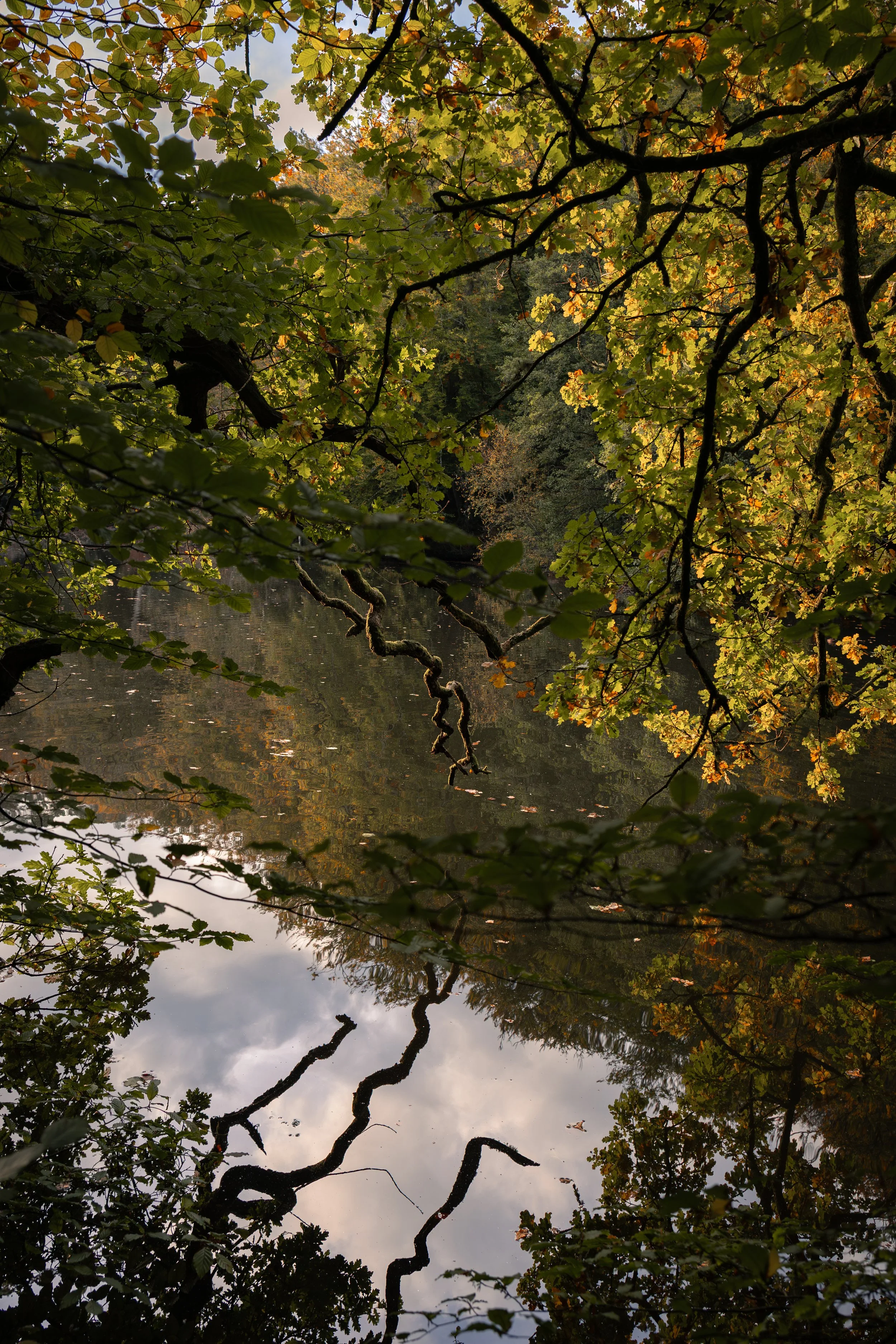 'Branches Between' Autumn Reflection Fine Art Print