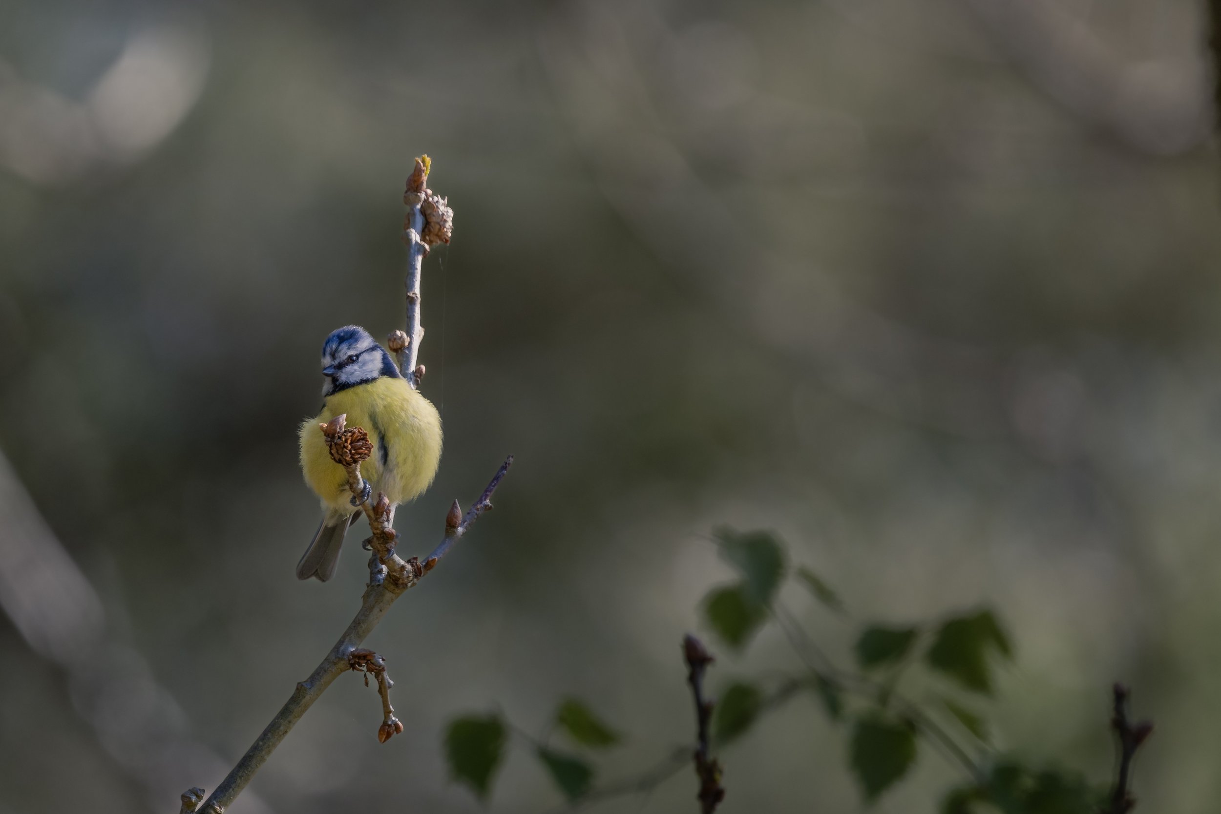 A small bird with yellow and blue feathers perched on a thin branch.