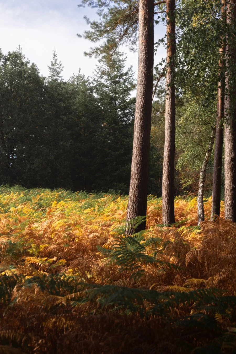 A forest scene with tall pine trees and a dense undergrowth of yellow and brown ferns on the forest floor.