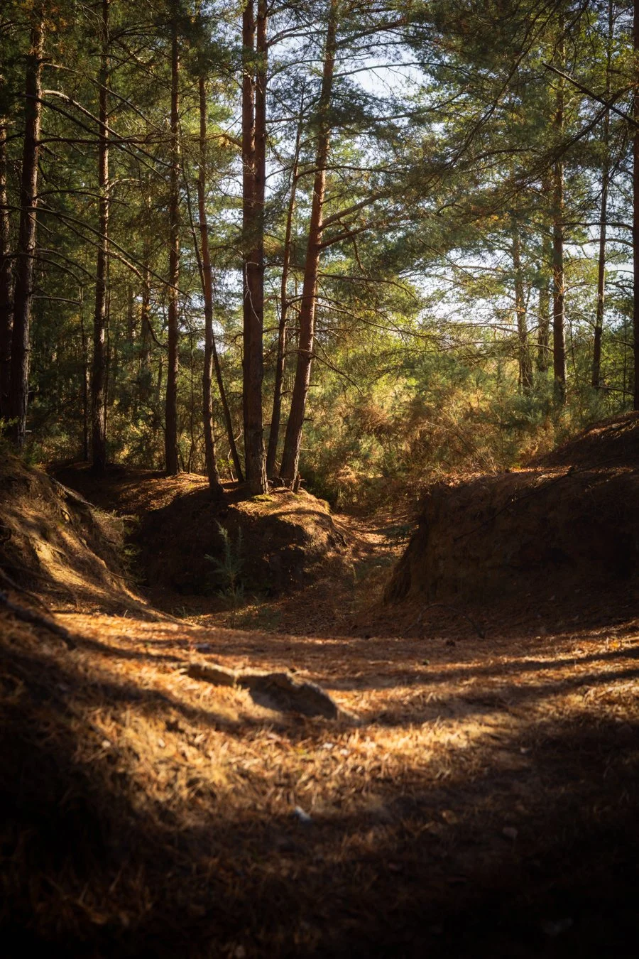 Sunlit forest with tall pine trees, a dirt path, and forest floor with pine needles and small plants.