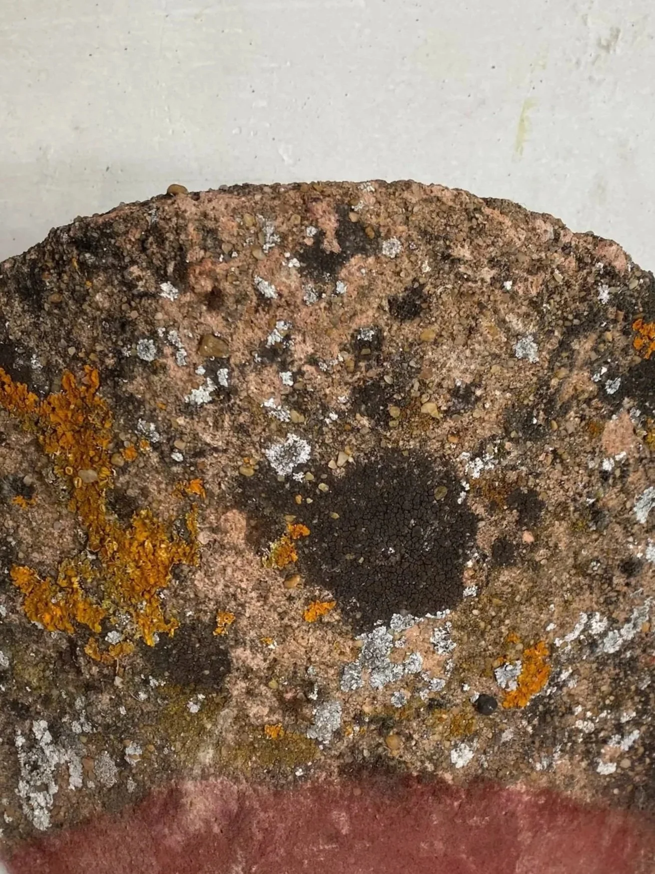 Lite Years Found lichen-covered clay corner roof tile