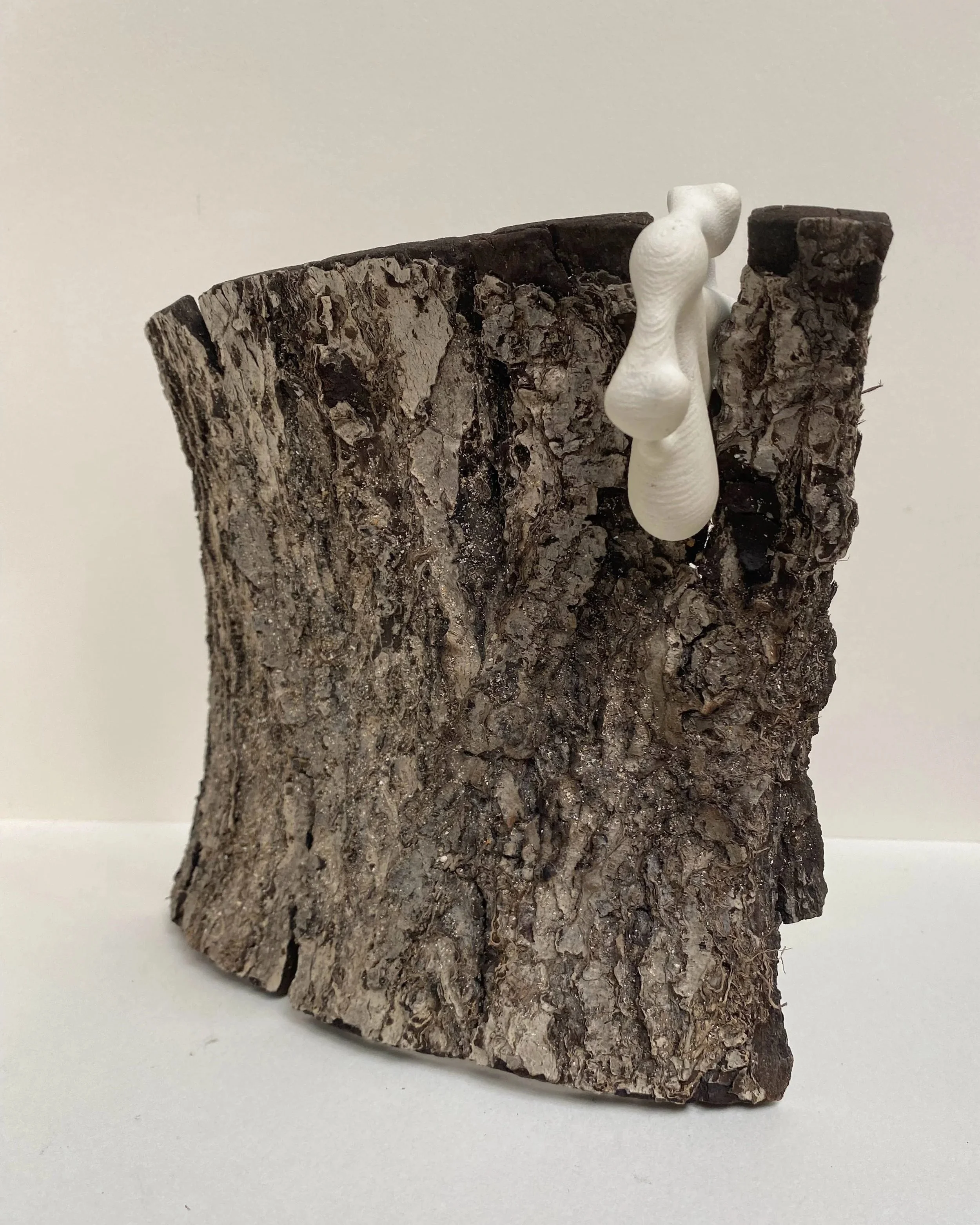 Taking Hold
2026
3D-printed form and found bark
Dimensions and configuration variable

A smooth, manufactured form grips the edge of weathered bark. The small intervention occupies a threshold between attachment and intrusion, as though one material 