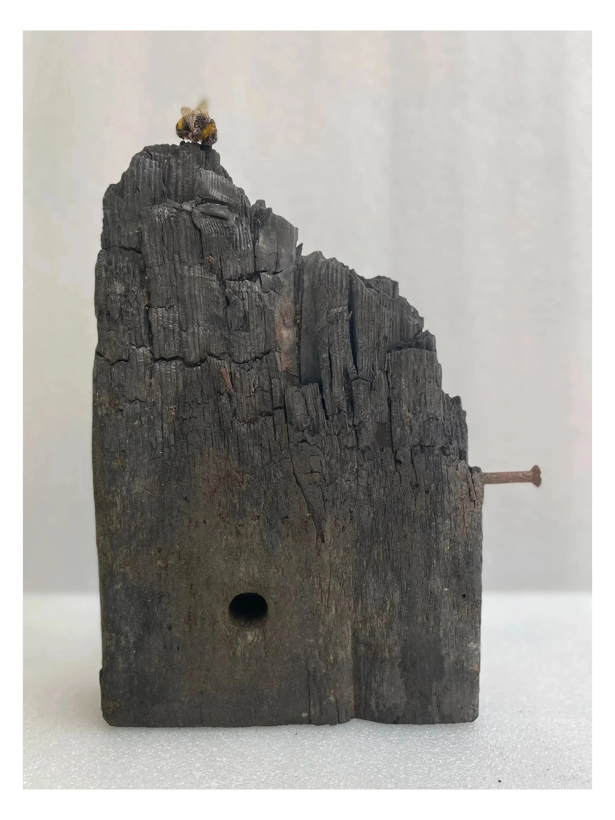 Last Flight
2026
Found bumblebee and charred wood
Dimensions variable

A found bumblebee rests on the broken edge of charred wood. Both retain the structures of former life after transformation or death; their encounter creates a fragile monument to 