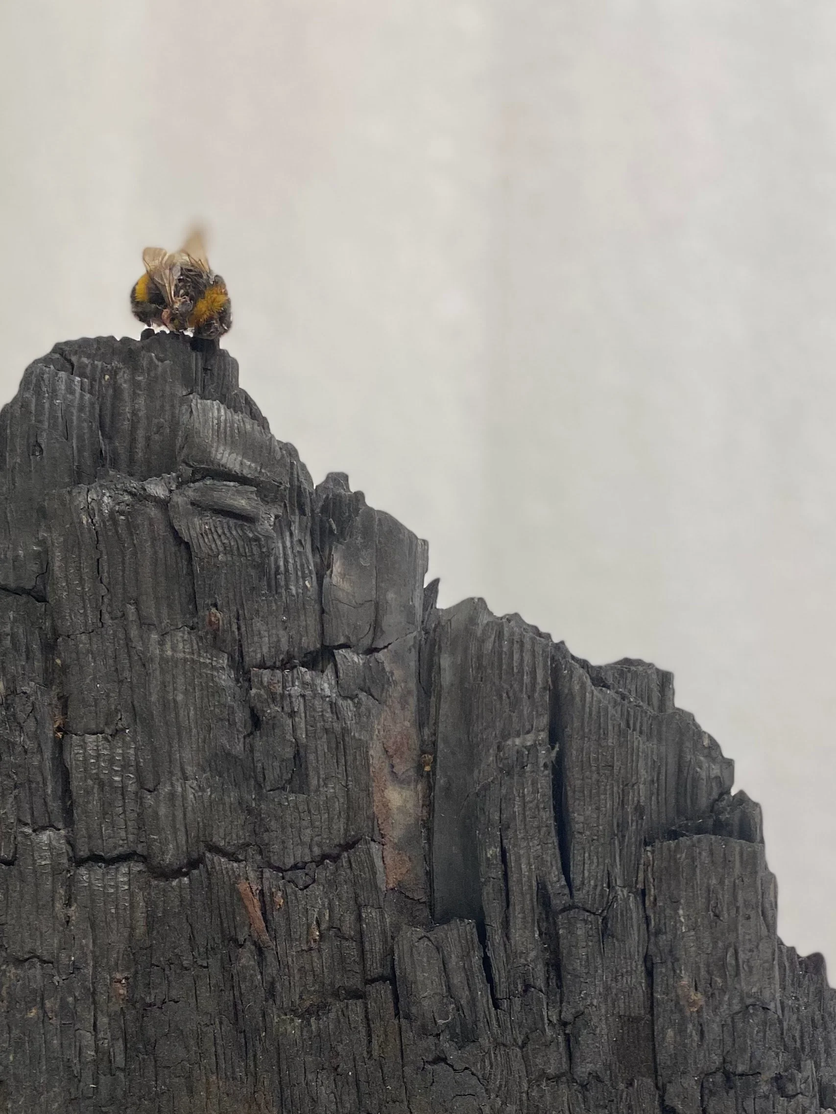 Last Fight found bumblebee charred wood dimensions variable 2026.jpg