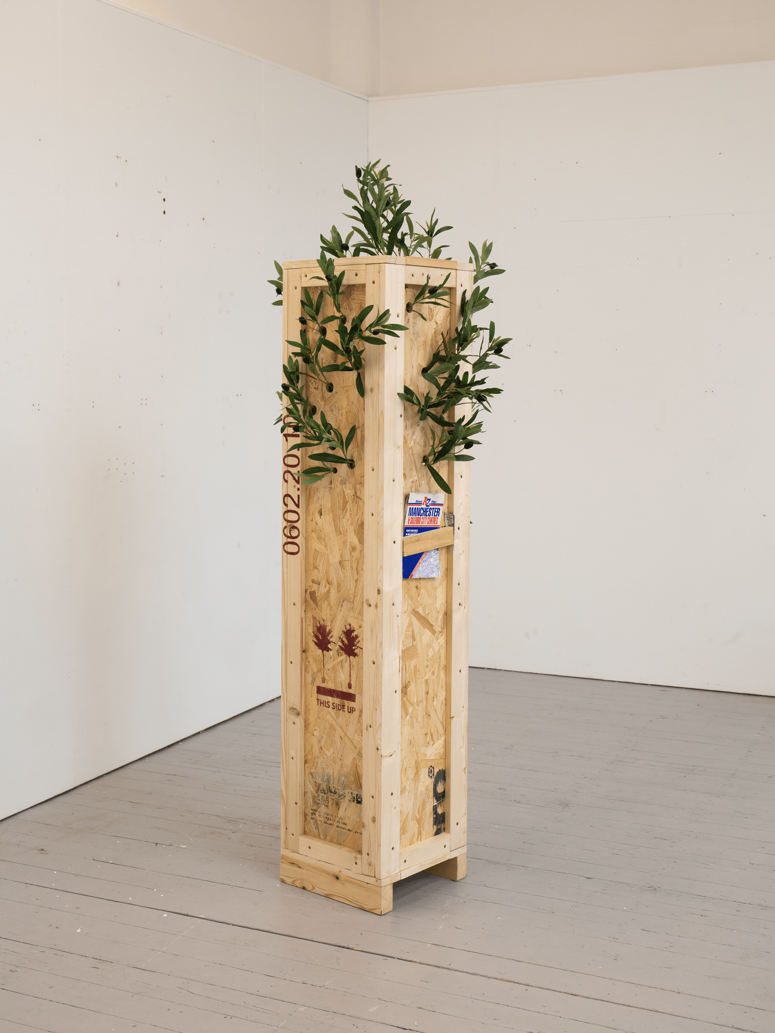 Olive Tree, 2026