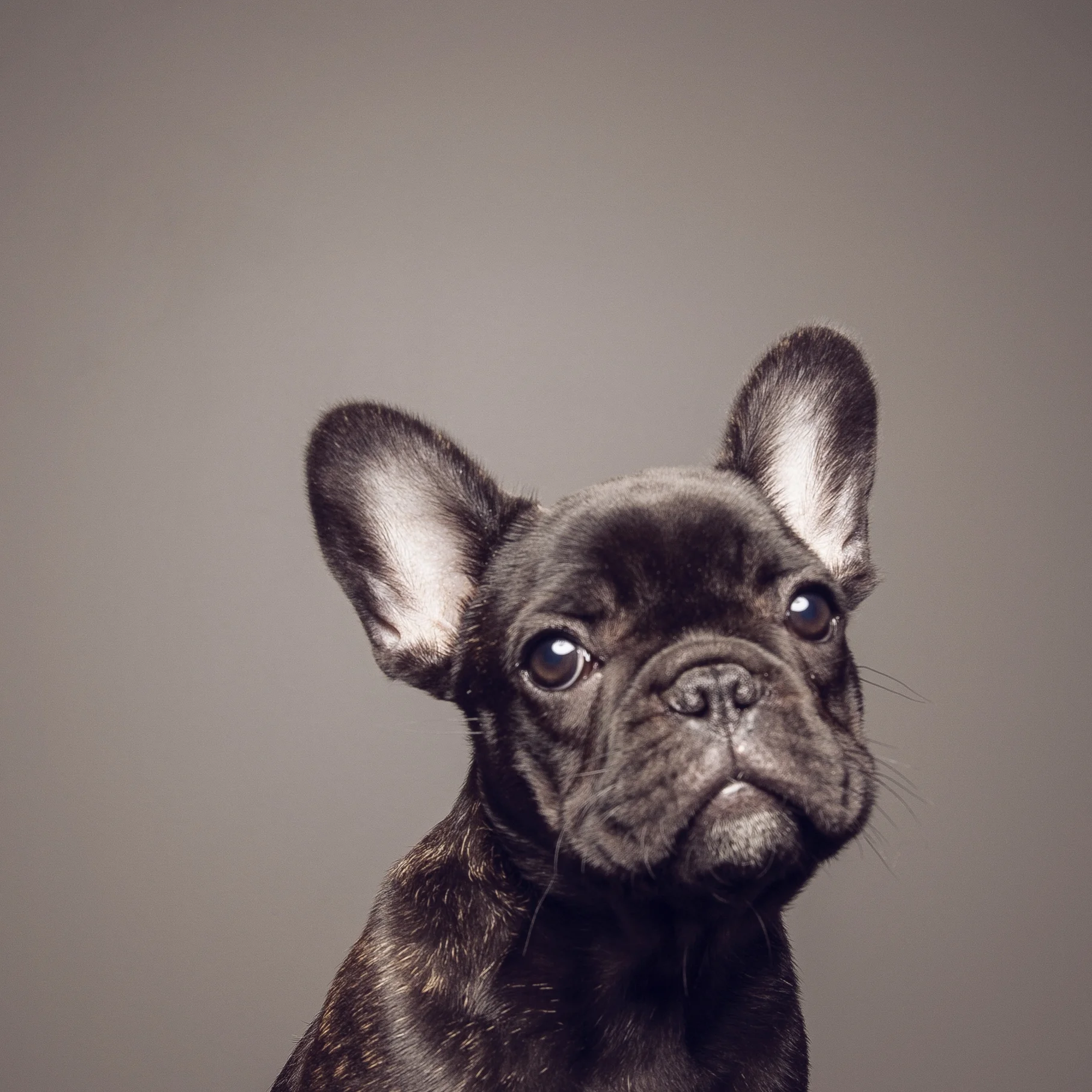 Black and white studio portrait of French Bulldog.