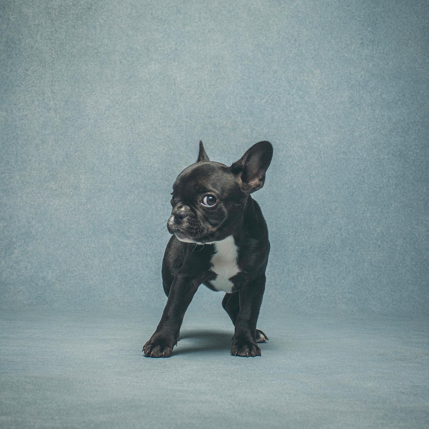 Studio portrait of French Bulldog puppy on blue backdrop.