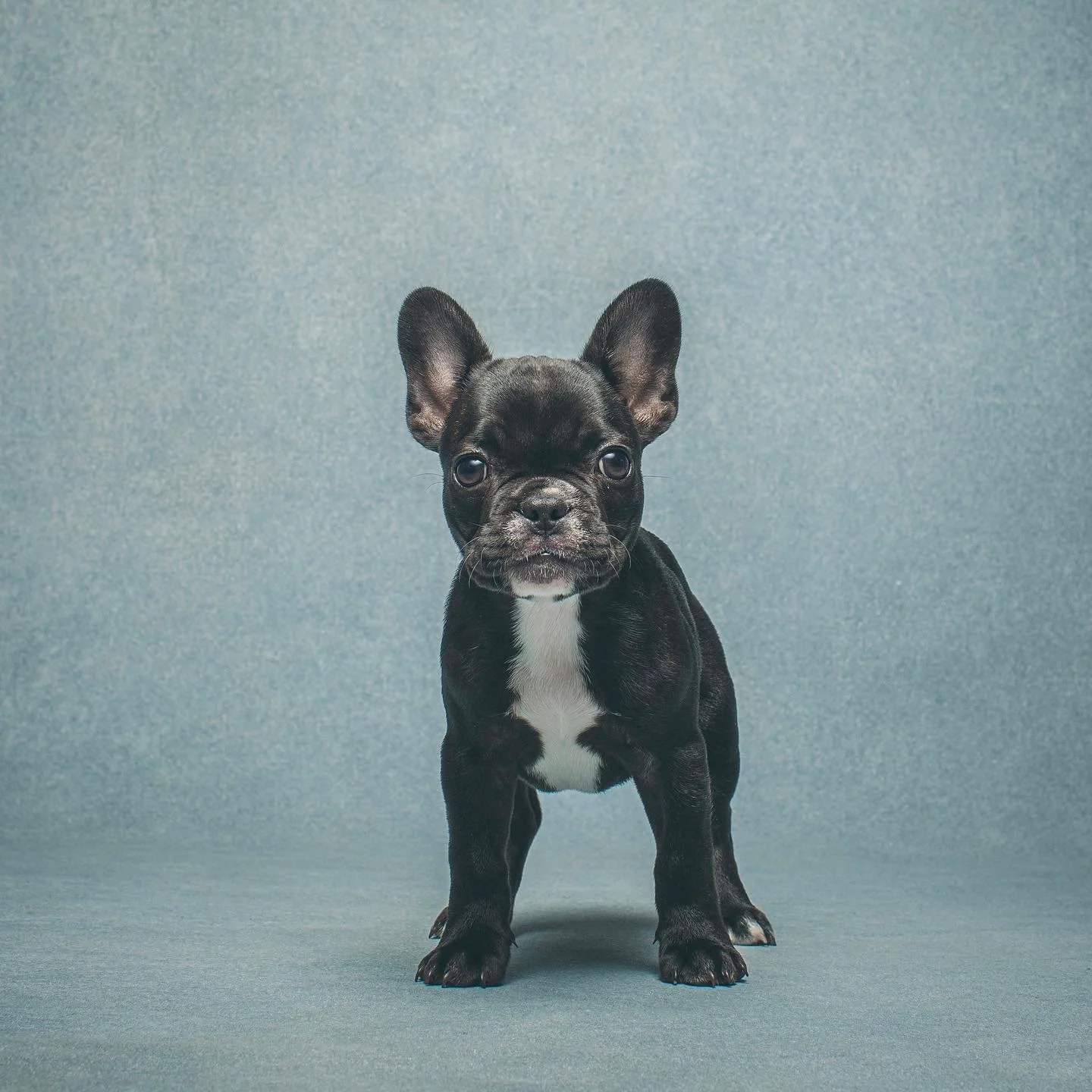 Studio portrait of French Bulldog puppy.