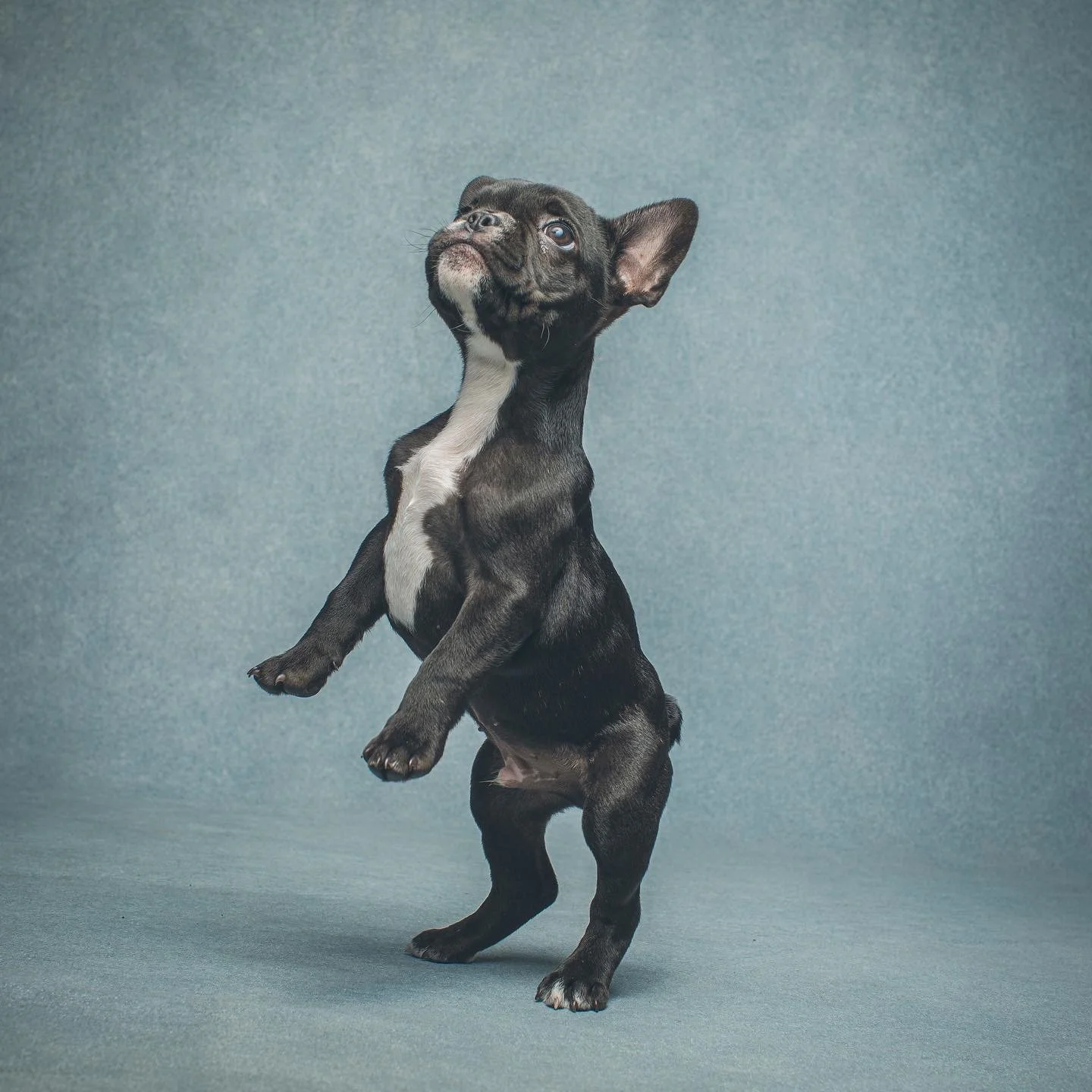 French Bulldog puppy standing on hind legs in studio portrait.