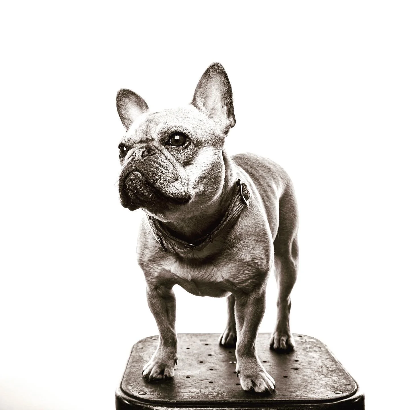 Black and white studio portrait of French Bulldog standing on stool.