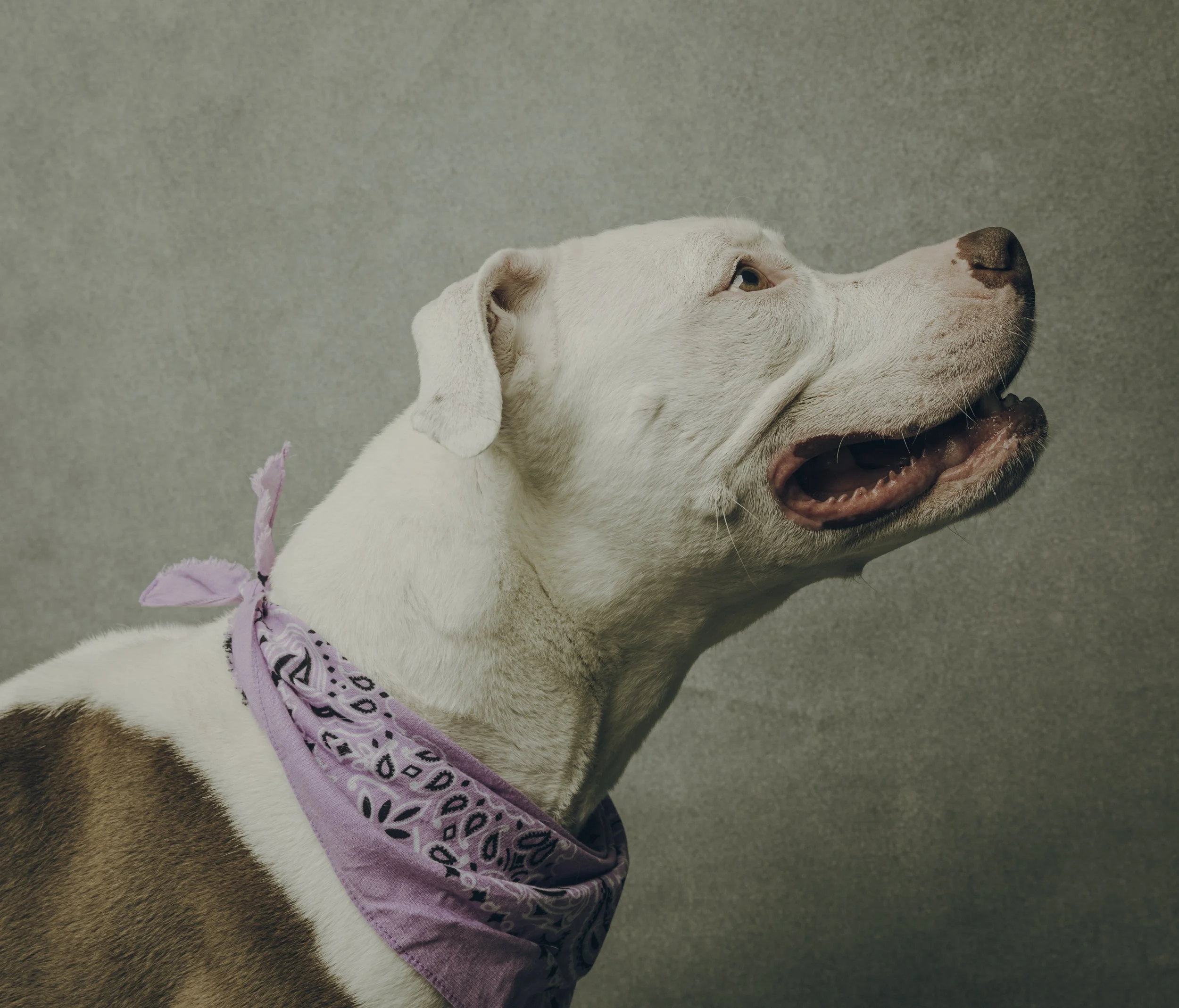 Studio portrait of white Pit Bull wearing a lavender bandana.
