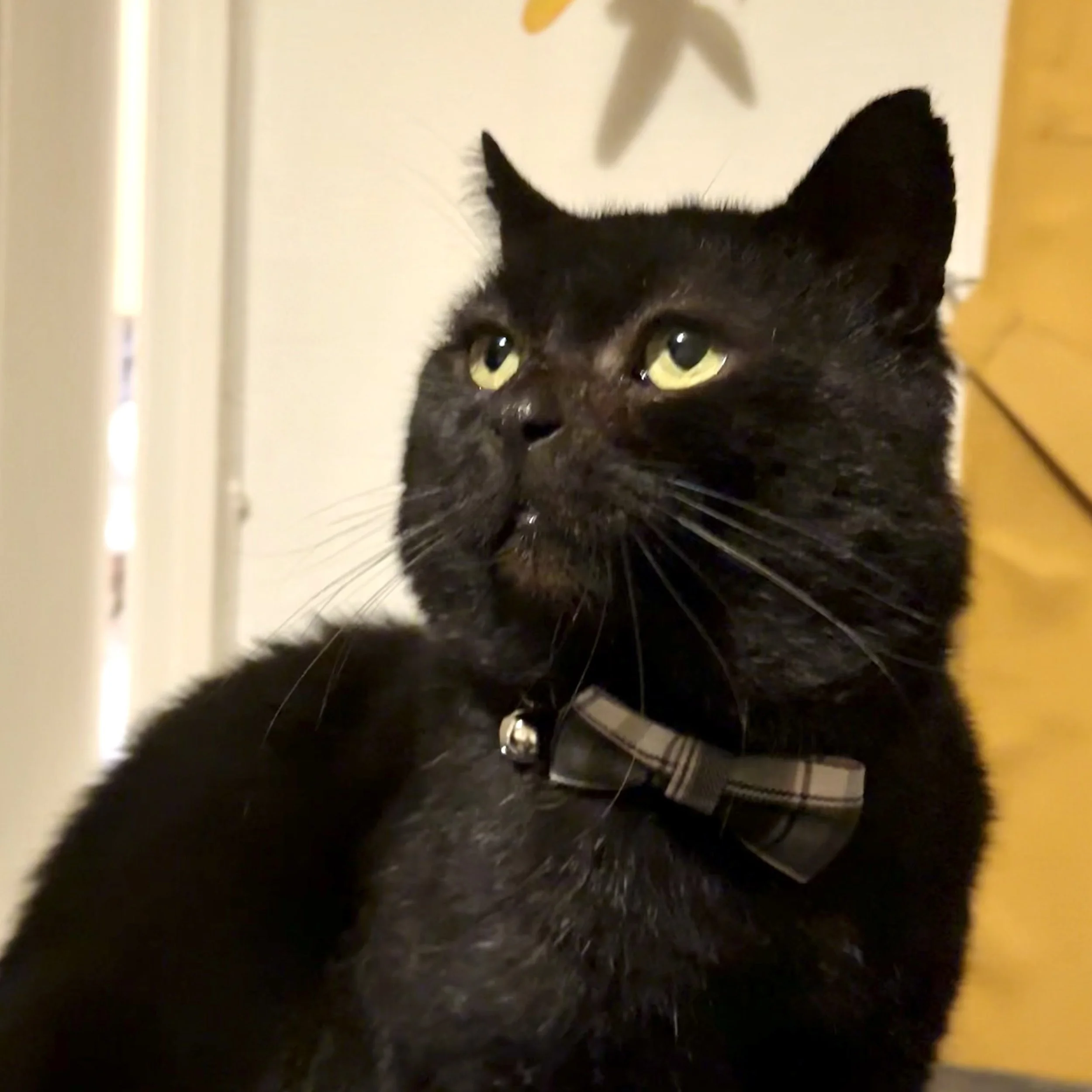 The real life Bertie, a black cat in a bow tie
