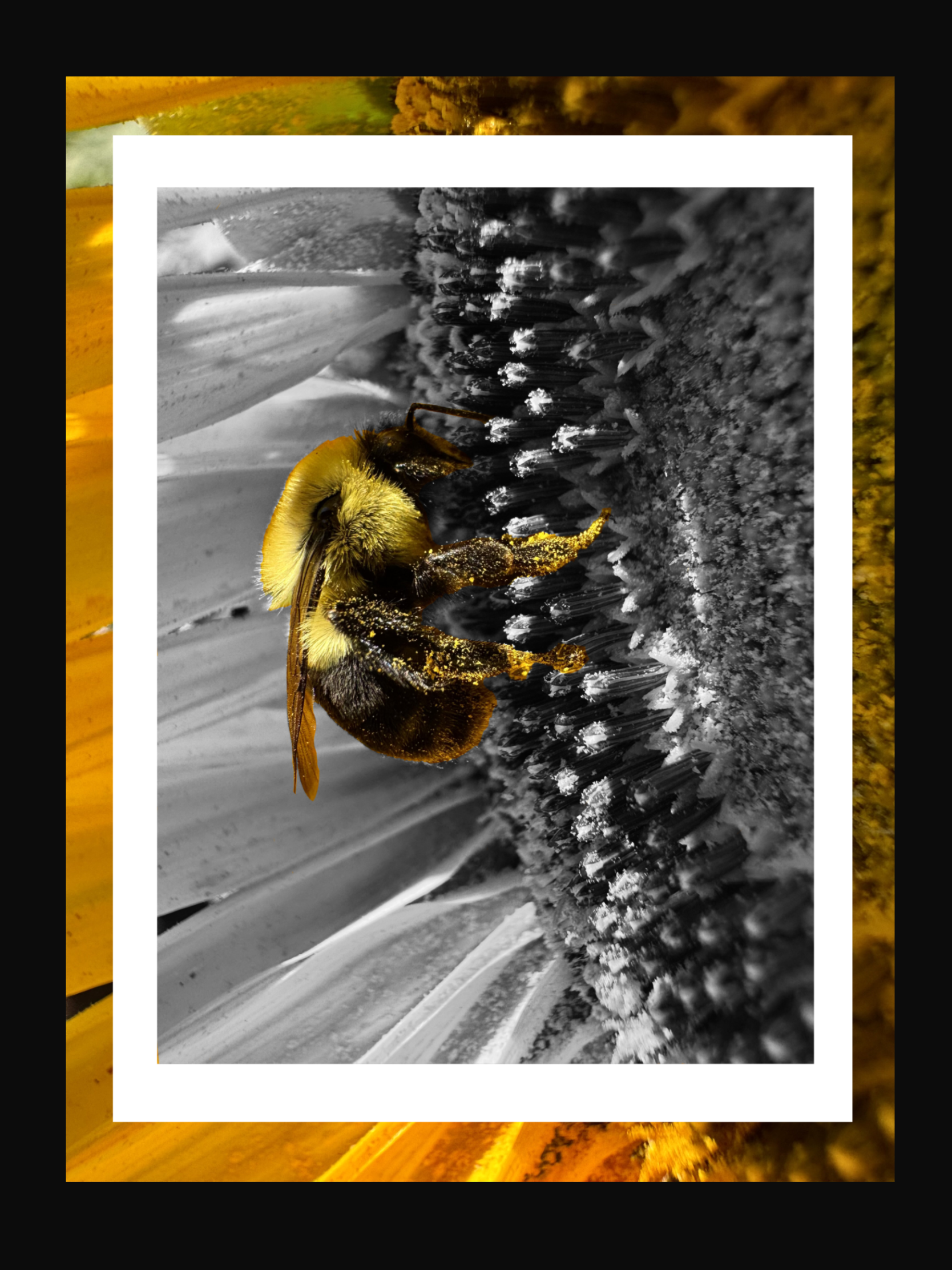 The Beekeeper’s Gift