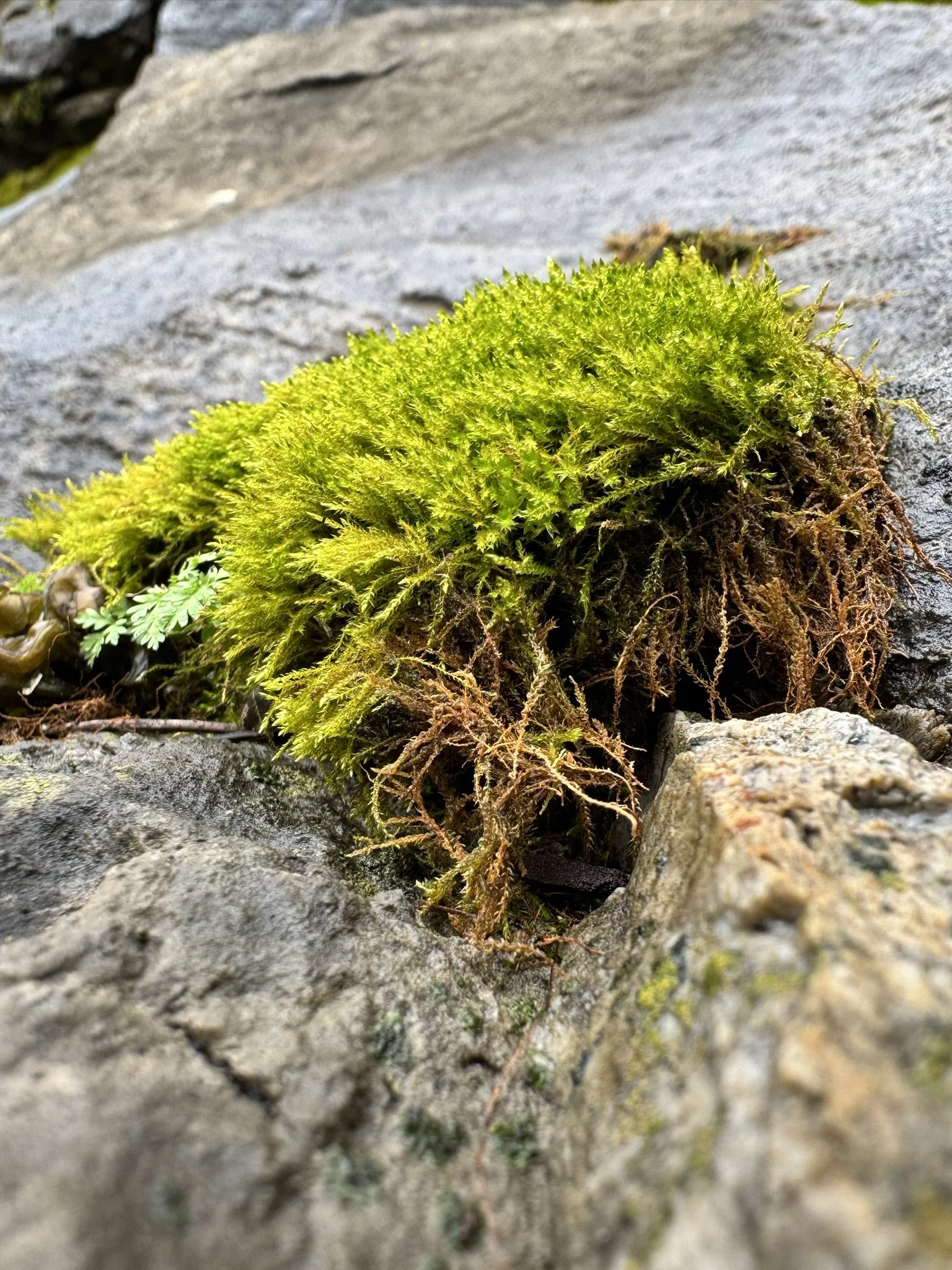 Moss