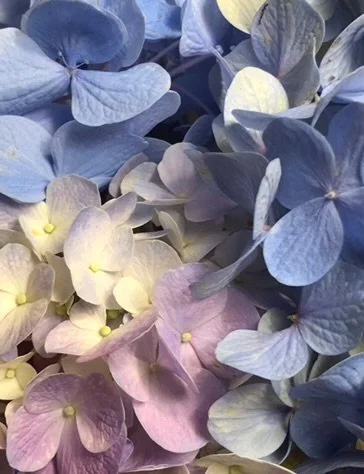 The Language of Flowers: On Alkalinity and Acidity