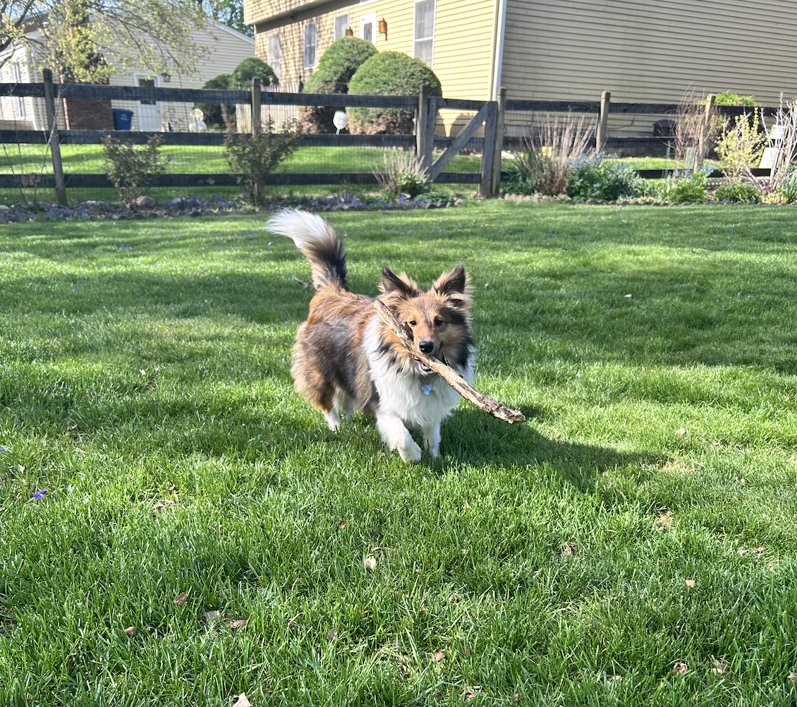 A dog playing with a stick in a grassy backyard with a wooden fence, trees, and houses in the background.