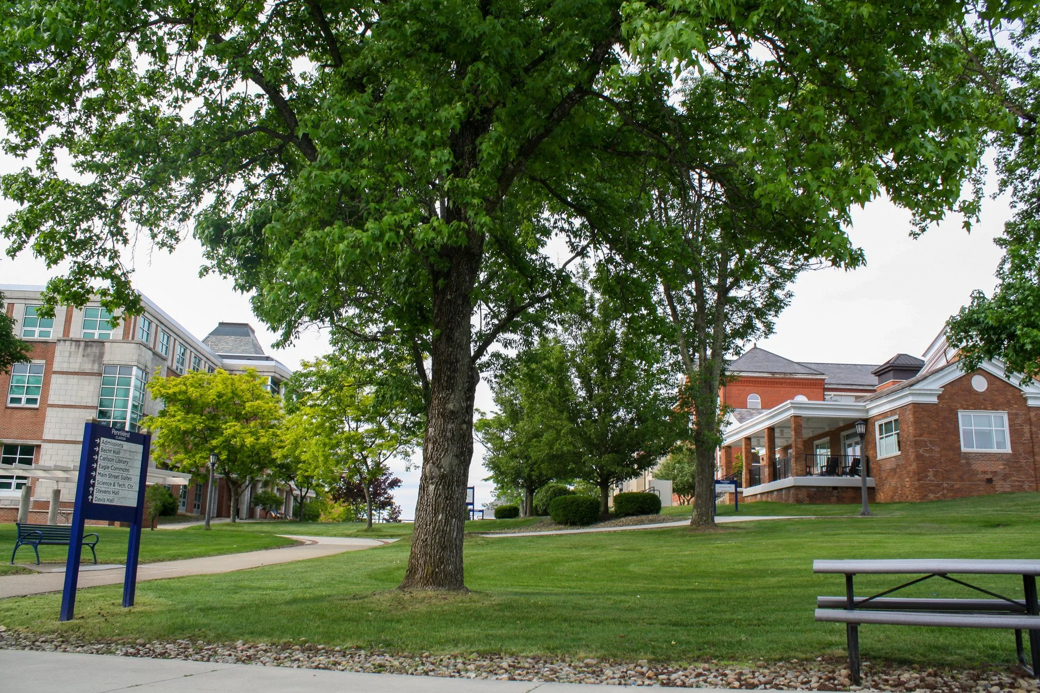 A green tree with full foliage standing in a grassy area in front of a modern brick building with large windows, under a cloudy sky.