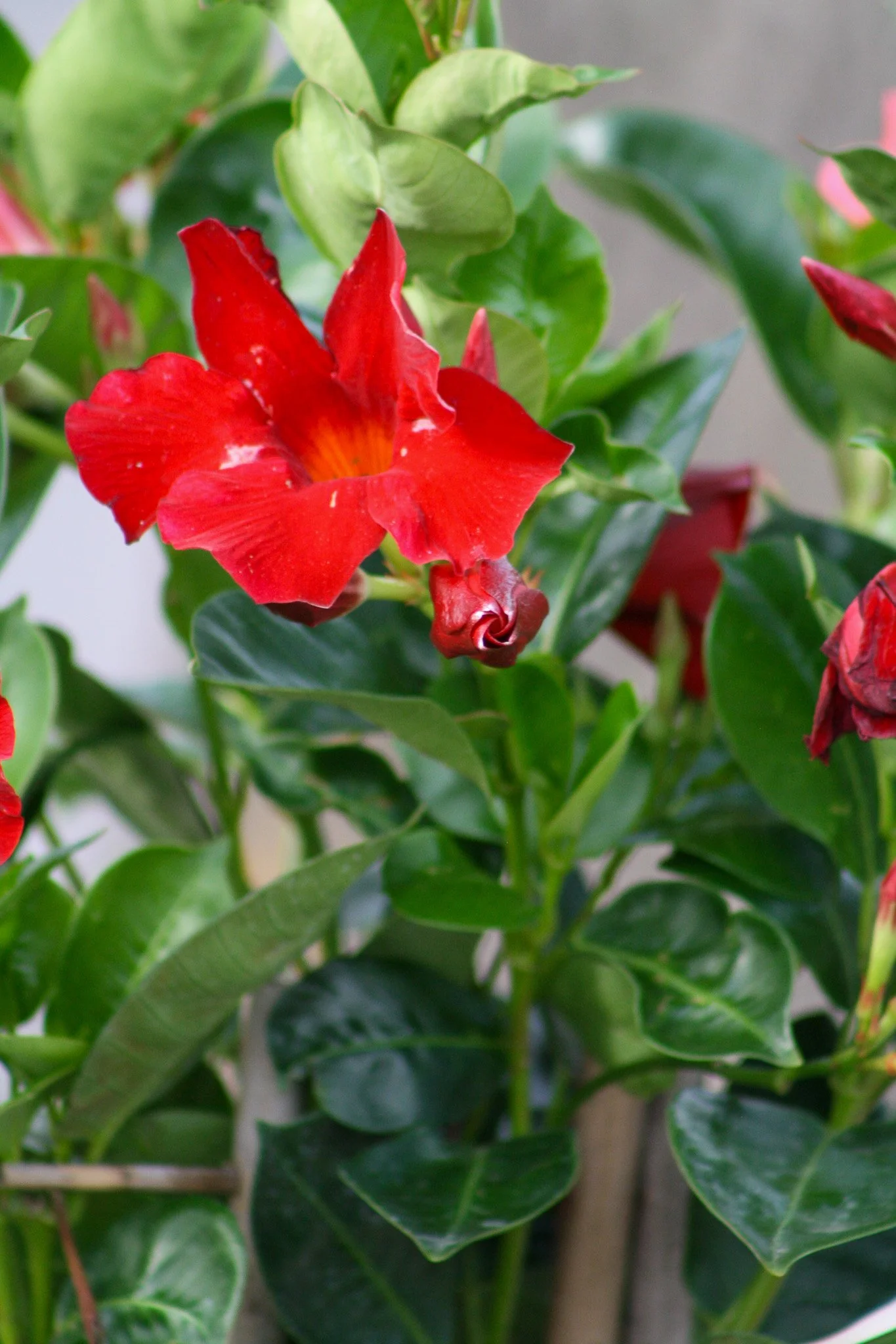 A red flower with five petals surrounded by green leaves.