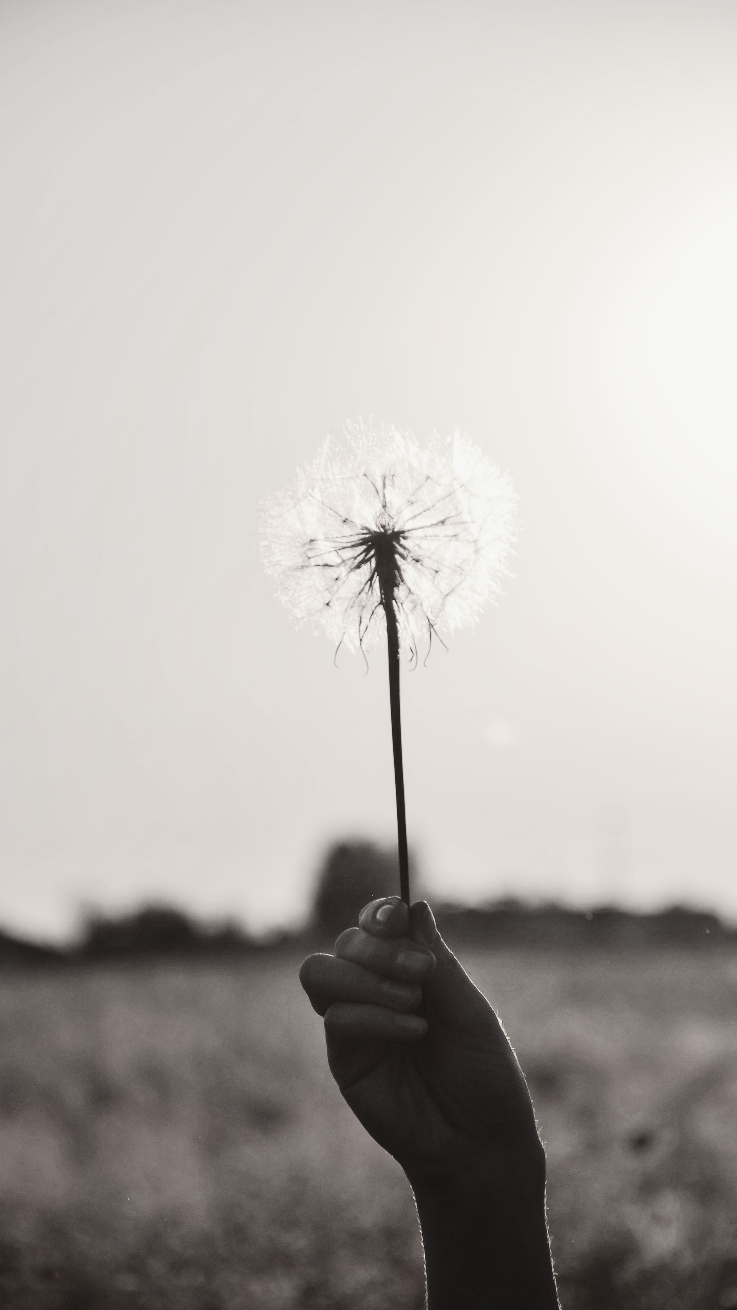 Hand die eine Pusteblume zwischen den Fingern hochhält