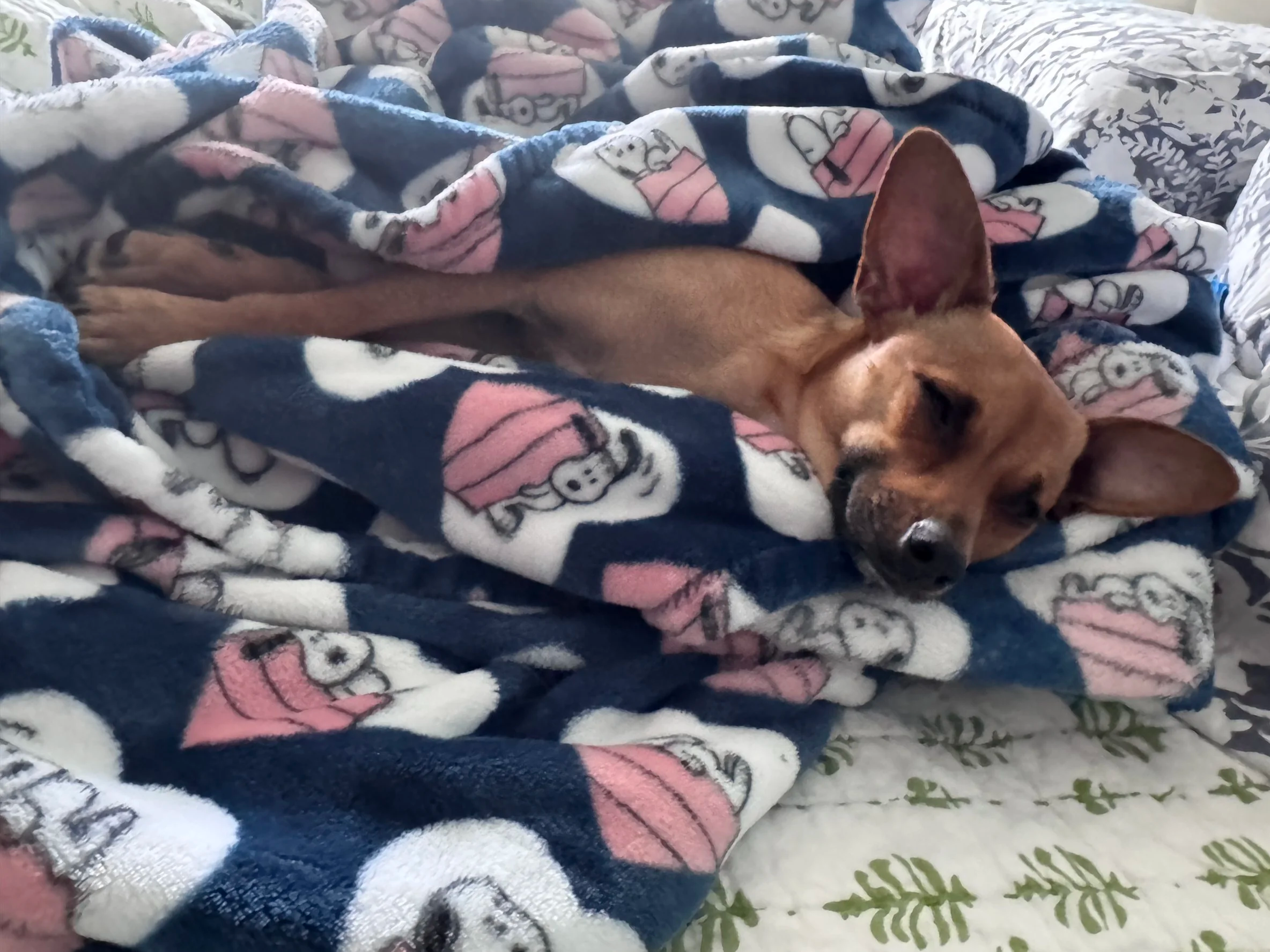A small brown dog is lying on a bed covered with a blanket featuring cartoon pig designs. The dog appears to be resting or sleeping with its head slightly tilted to the side.
