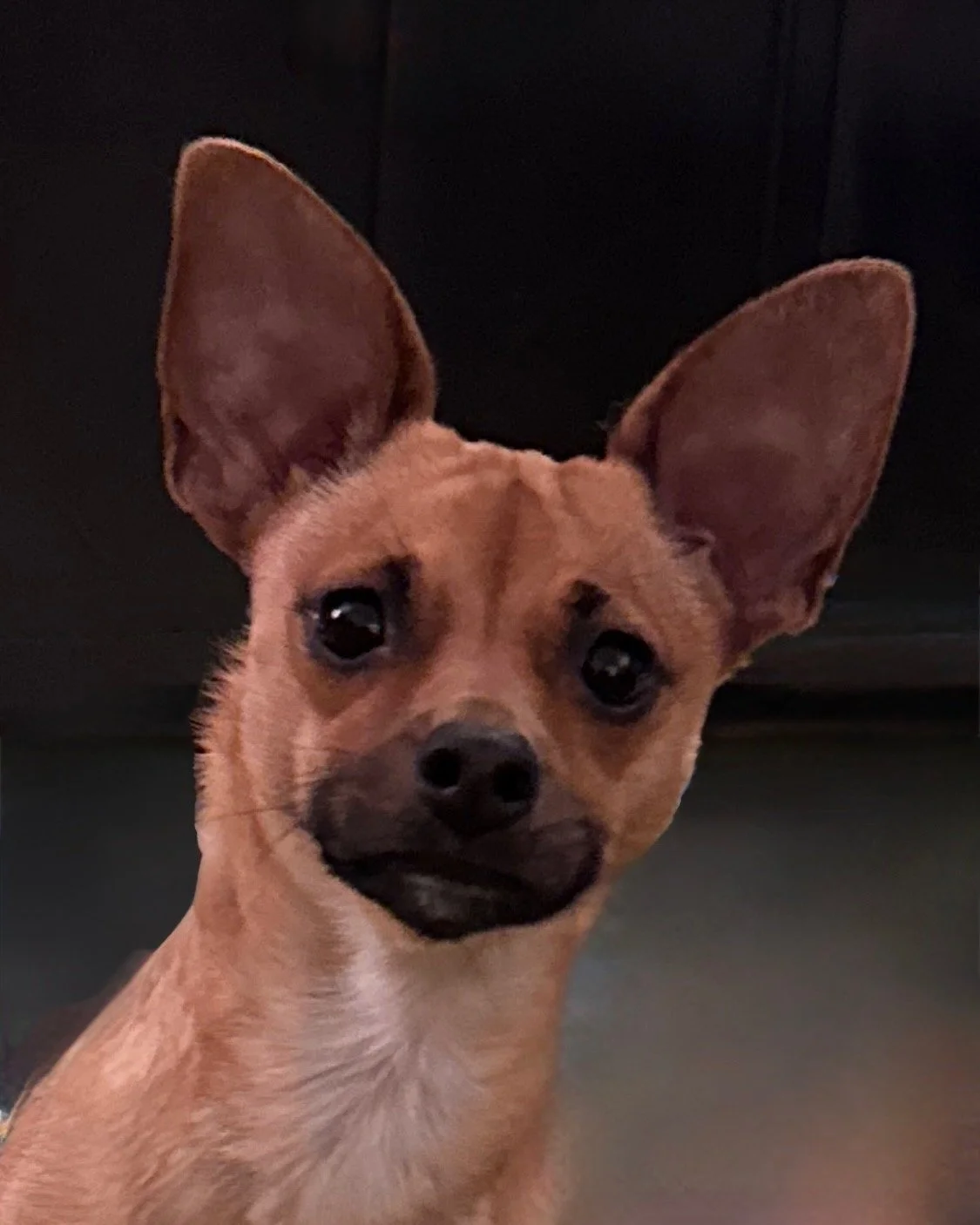 Close-up of a small brown dog with large ears, wide eyes, and a shy expression.