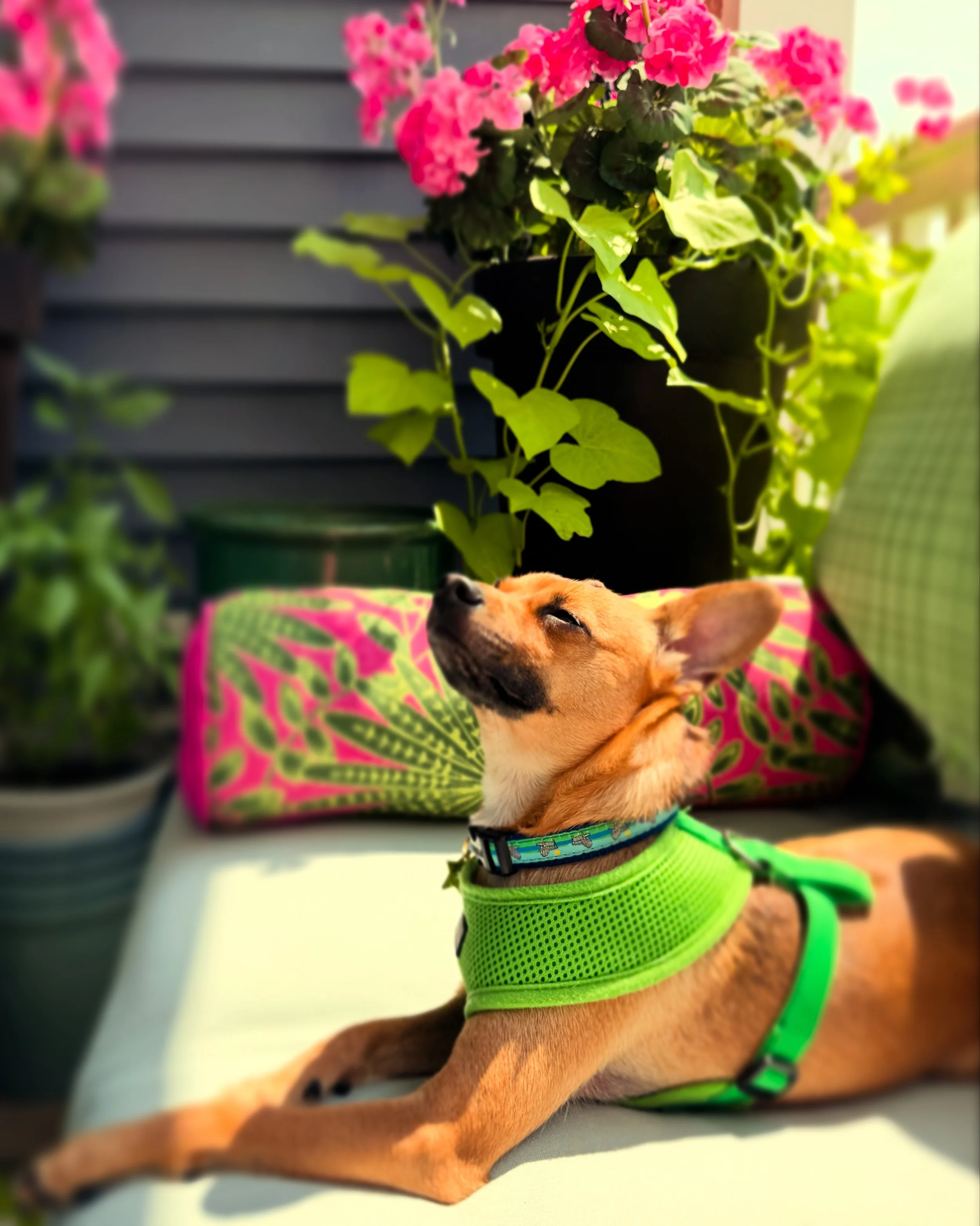 A dog with tan fur and black markings on its face is lying down outdoors. It is wearing a bright green harness and a colorful collar. The dog appears relaxed with eyes closed. In the background, there are pink flowers in a black pot and a colorful cushion with a pink and green pattern.