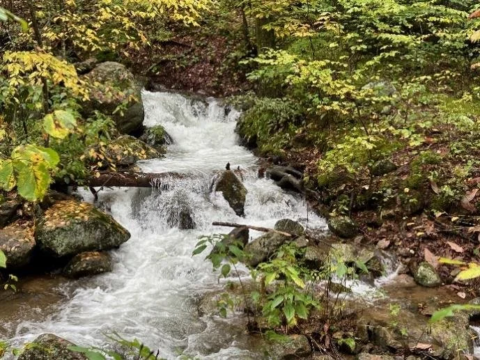 Greene Gem: A&nbsp;Mountain Stream Close to Home