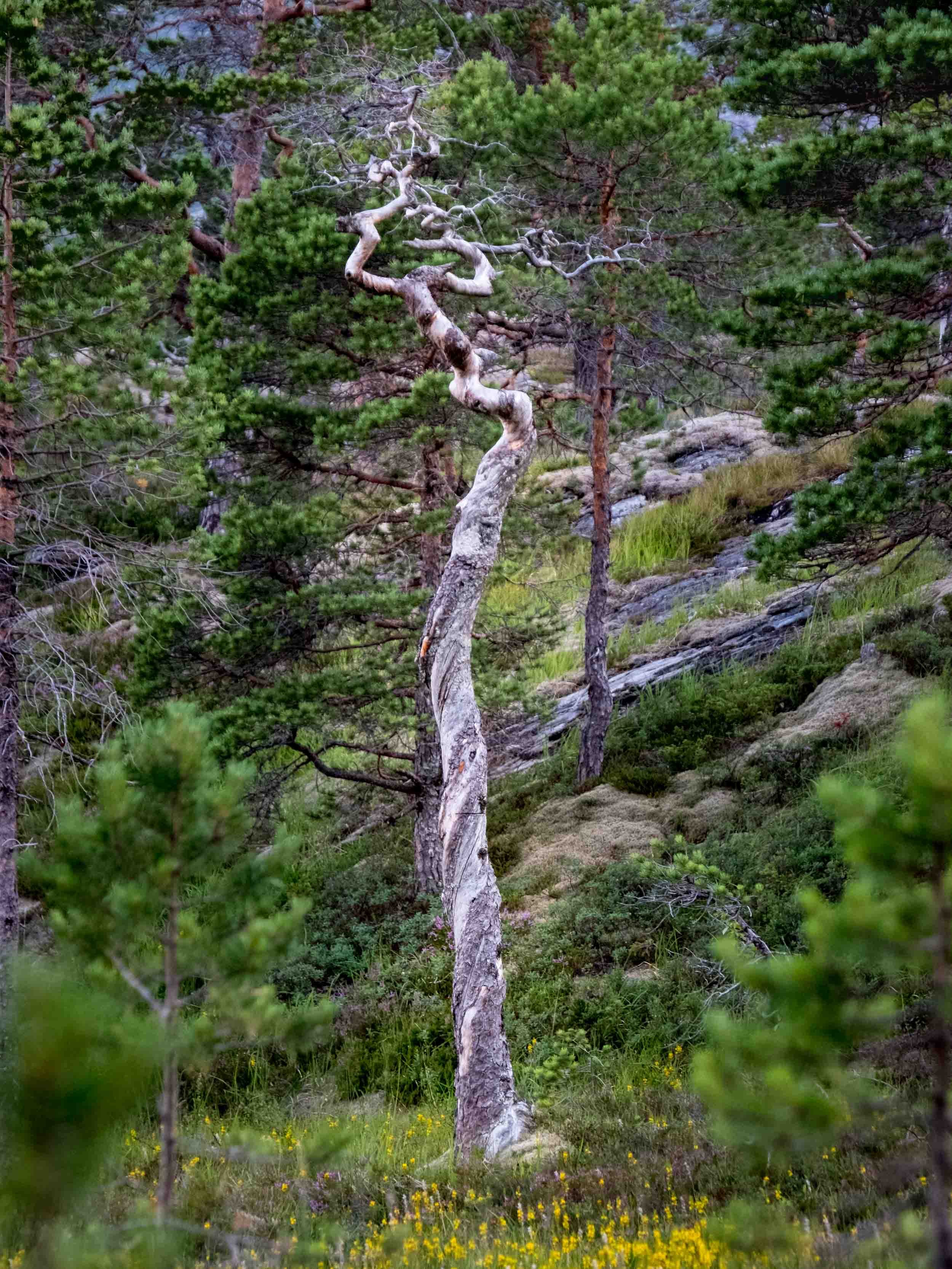 Gammel furu i Storvika, Bodø