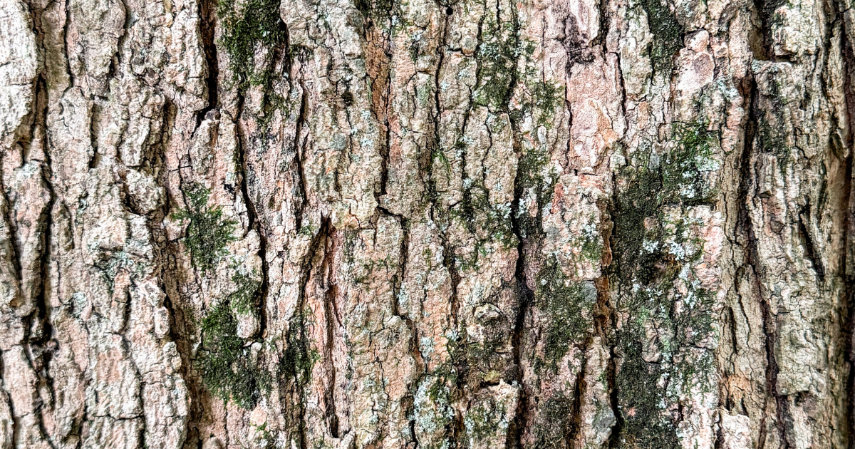 Trees, Not Rabbit Holes