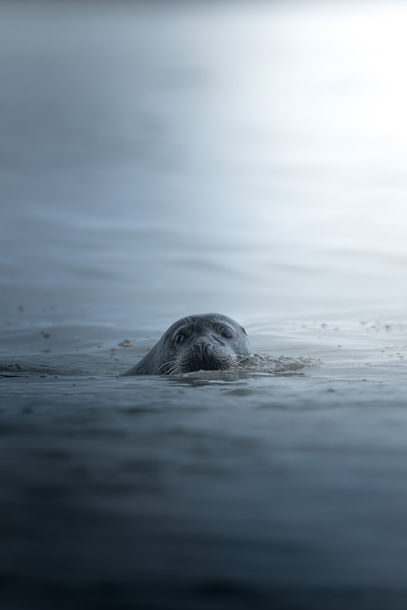 Seal emerging from the calm sea with only its head above the water