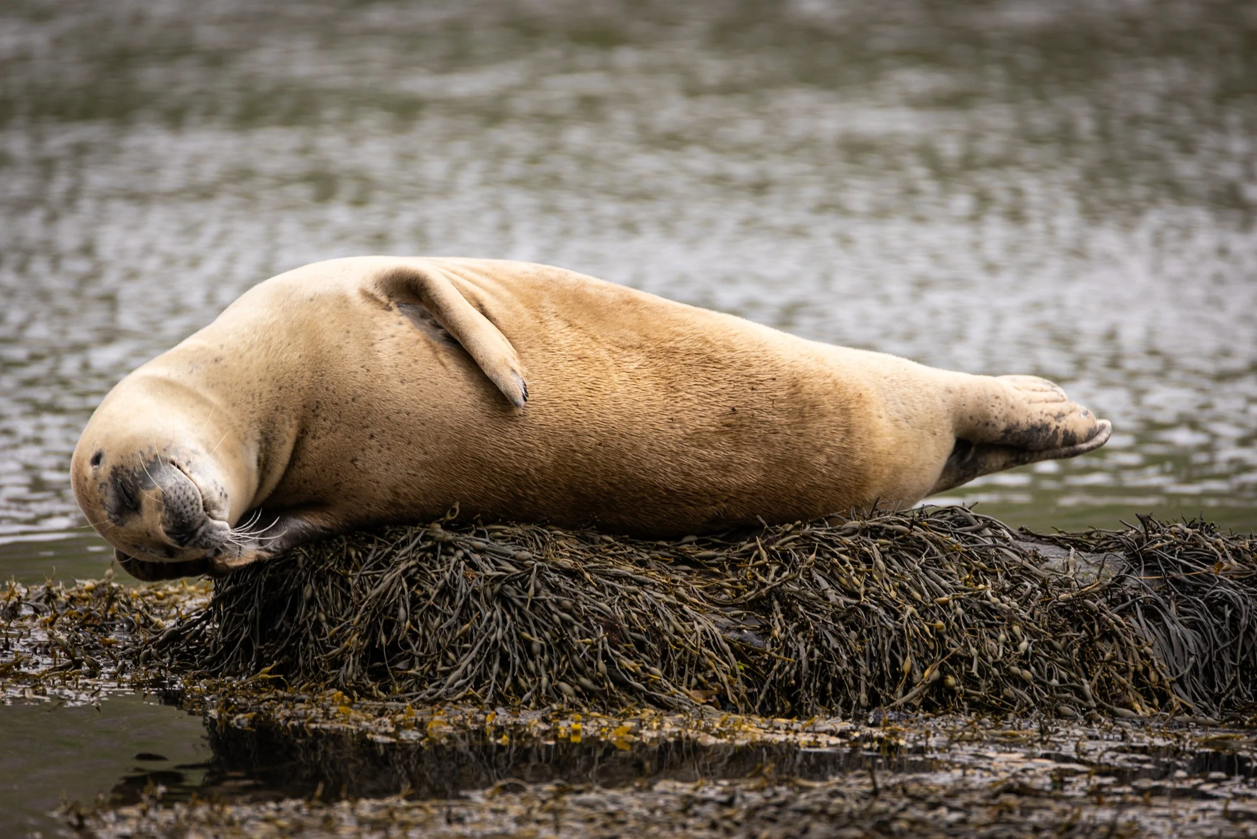 Harbor seal resting on seaweed-covered rocks at the coast
