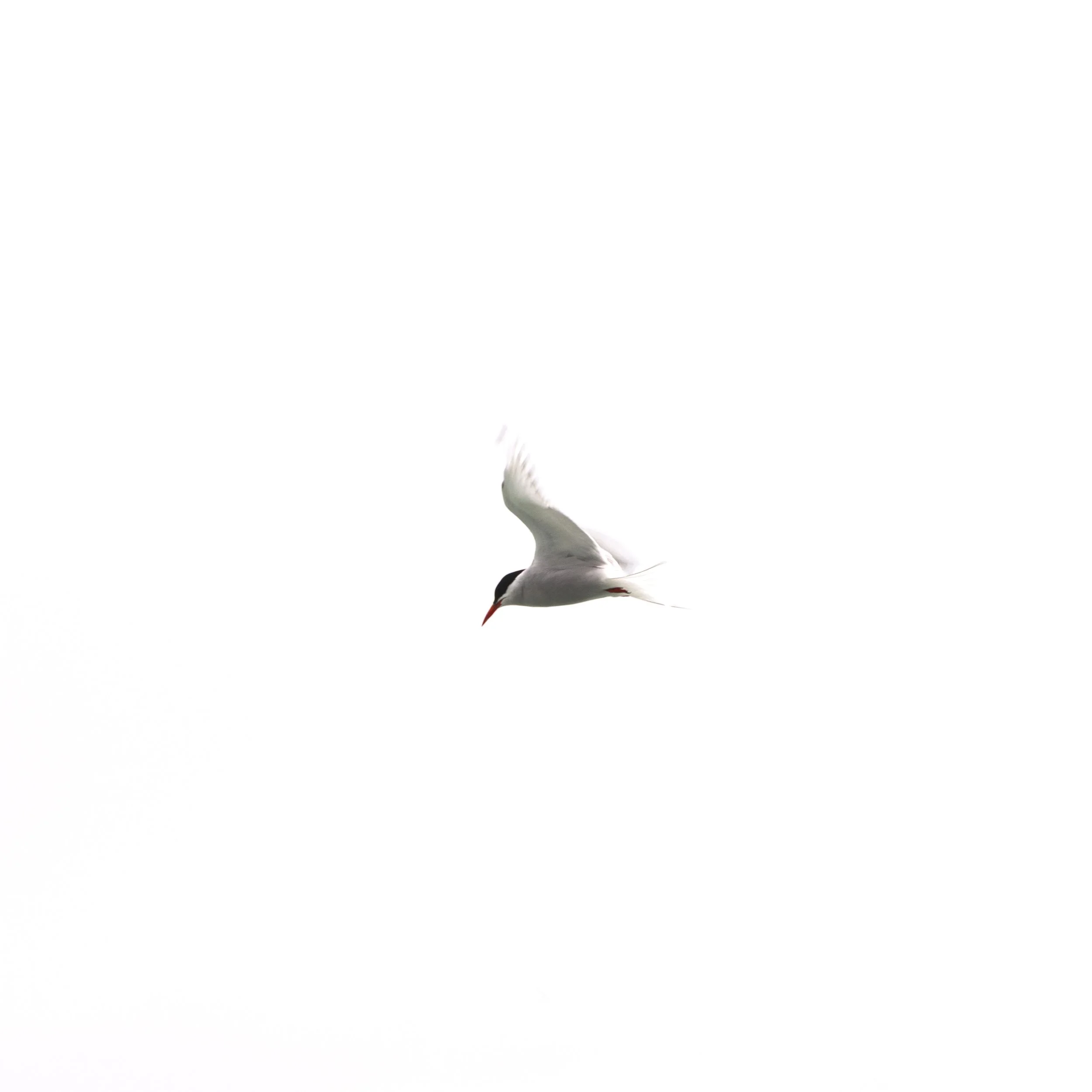 Arctic tern gliding through the air with its wings spread