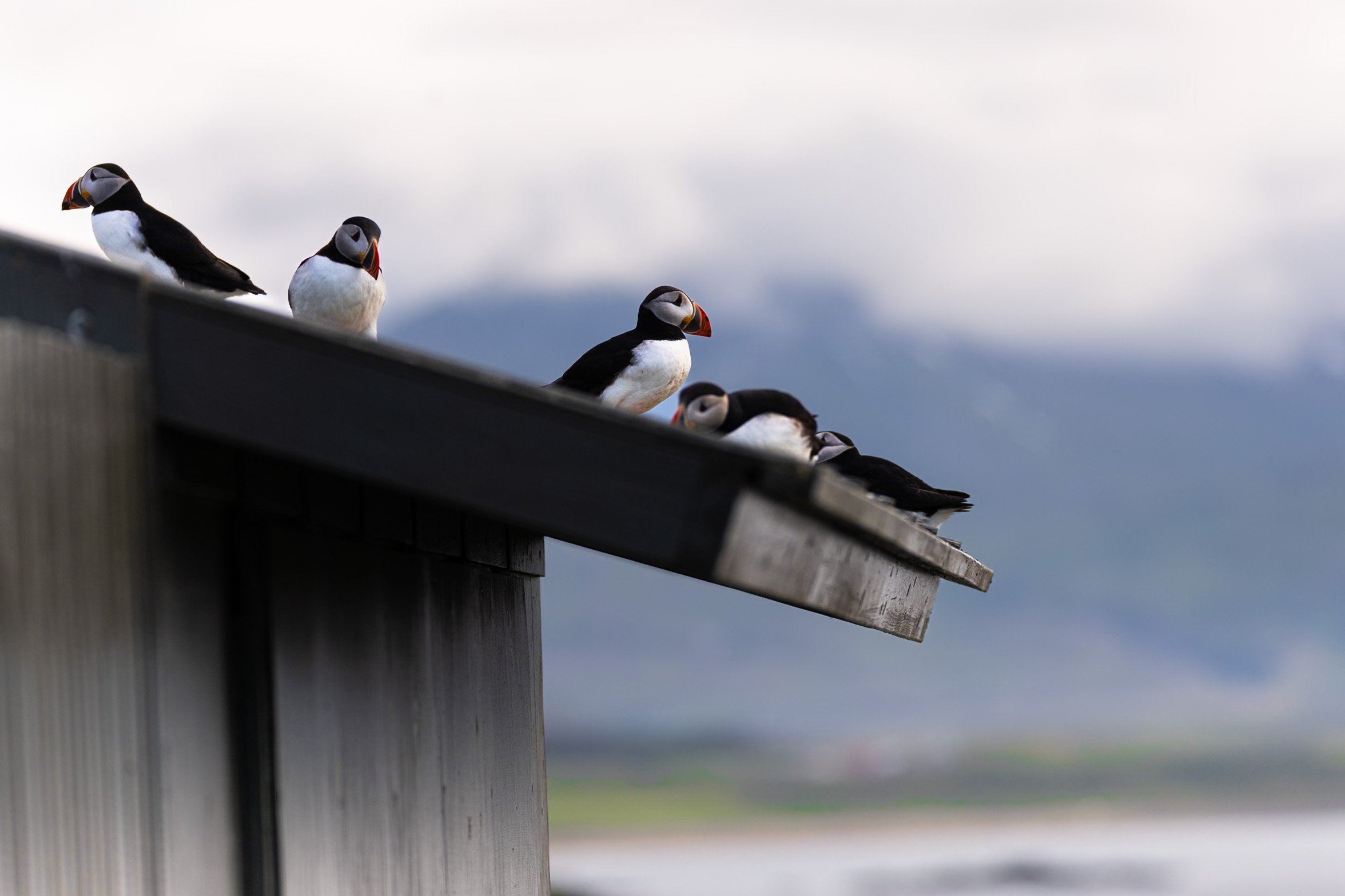 Atlantic puffins perched along the edge of a building in Borgarfjörður Eystri, Iceland