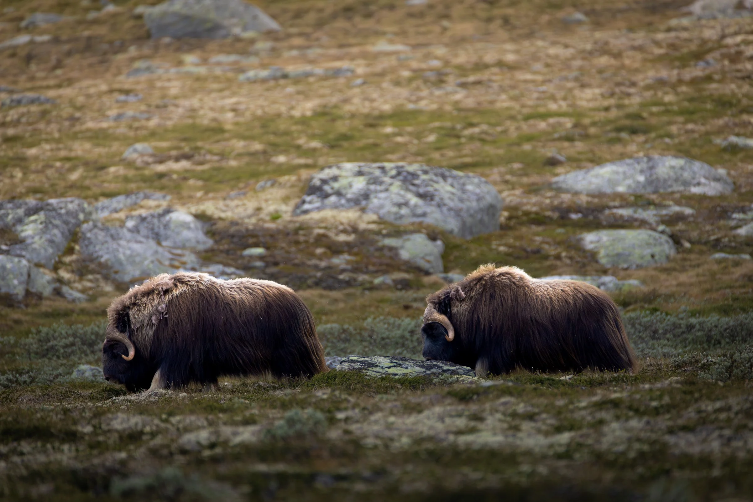 Two musk oxen walking across the rocky tundra of Dovrefjell, Norway