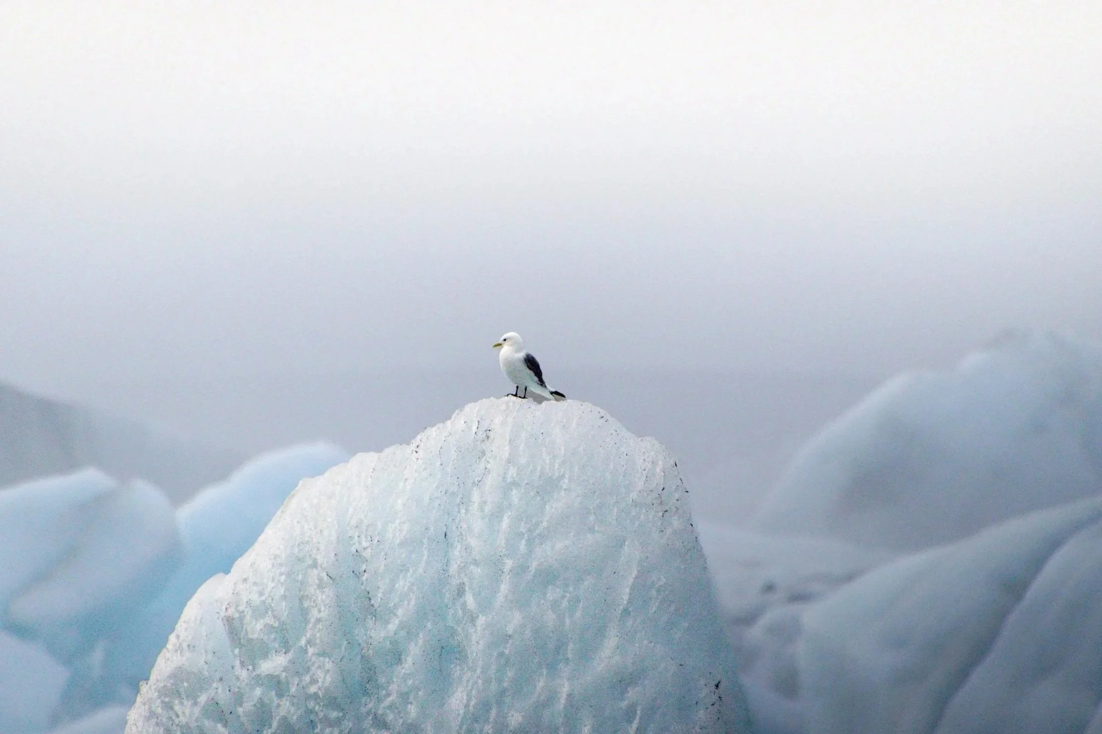Seagull standing on an ice formation in Jökulsárlón glacier lagoon, Iceland