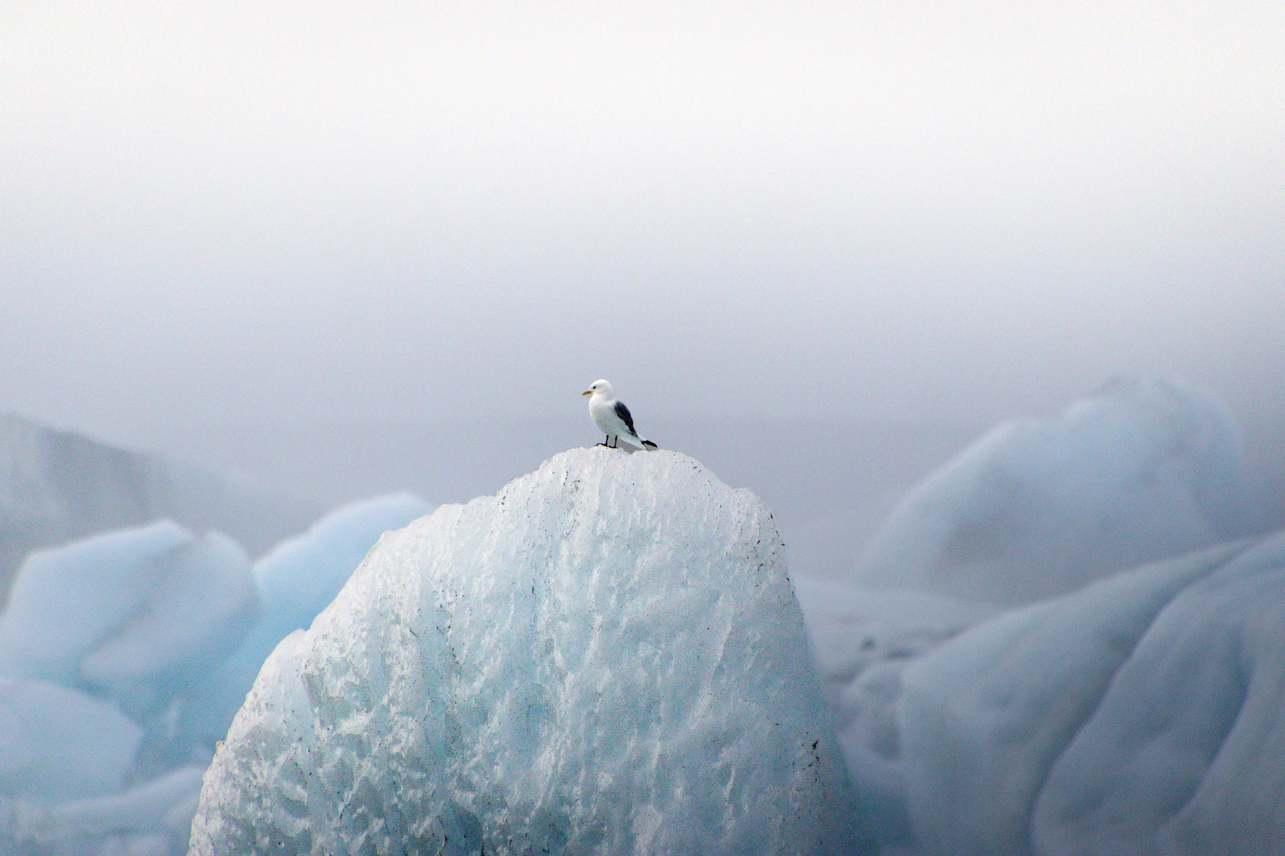 Seabird perched on an iceberg surrounded by glacial ice at Jökulsárlón, Iceland