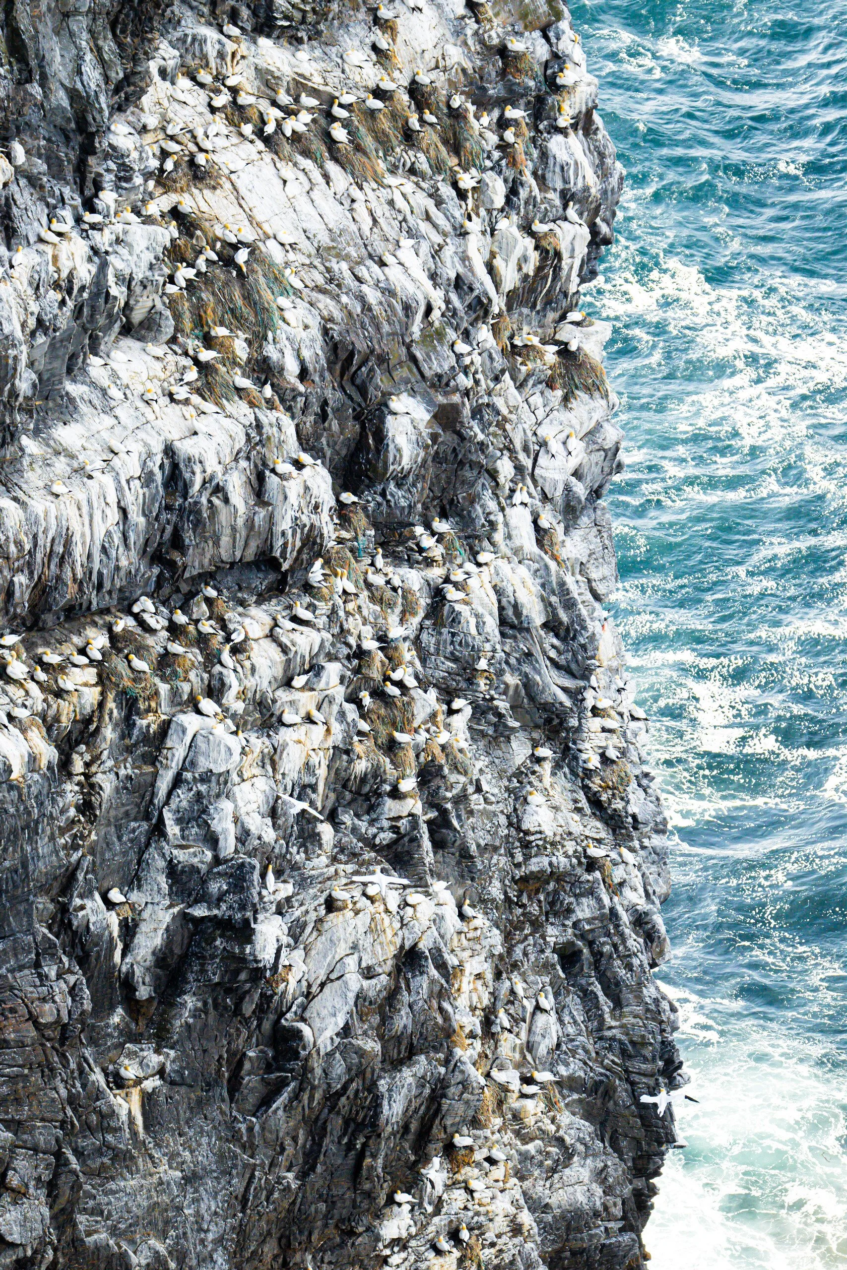 Seabirds nesting on the steep cliffs of Runda above the sea