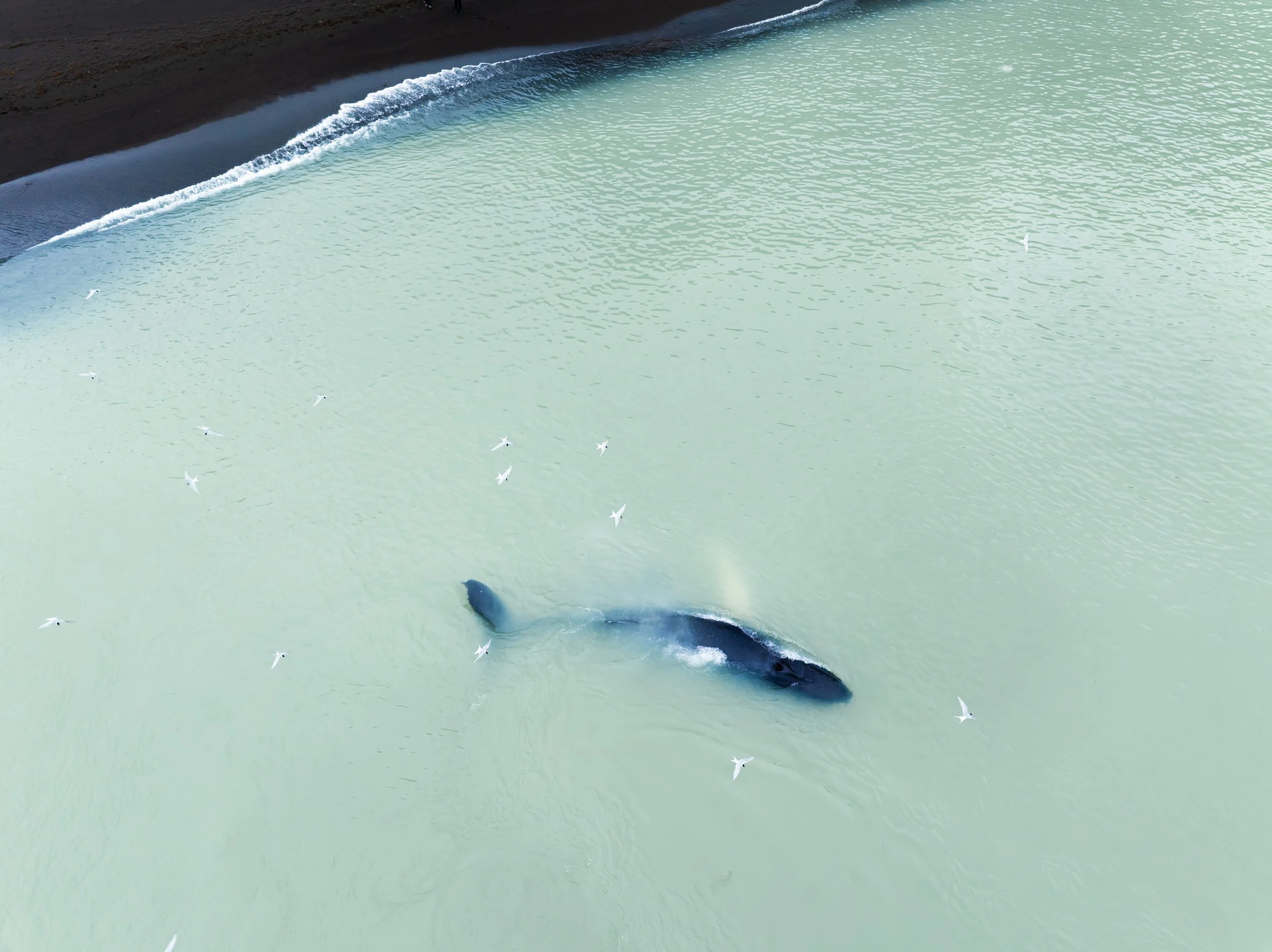 Whale swimming just below the surface in turquoise coastal waters