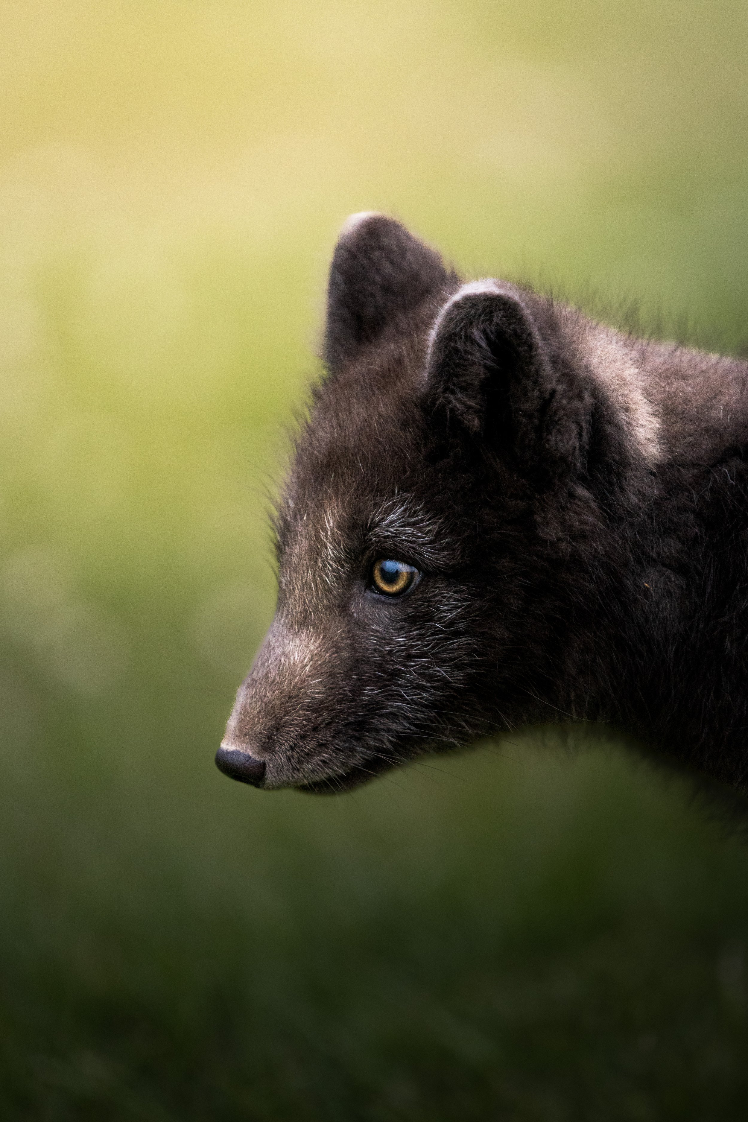 Close-up portrait of an arctic fox with a golden eye against a soft green background