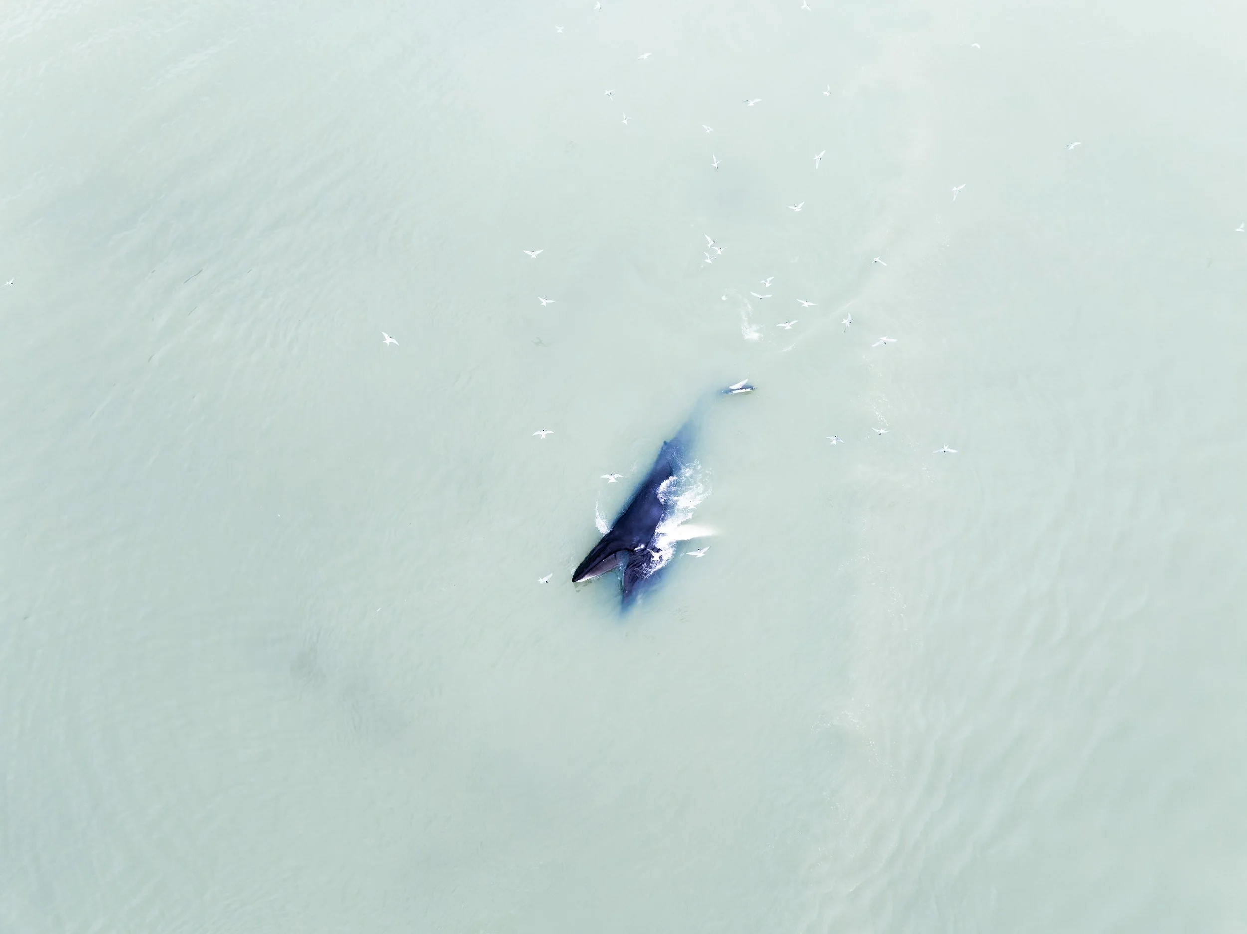 Whale surfacing from above with seabirds scattered across the water