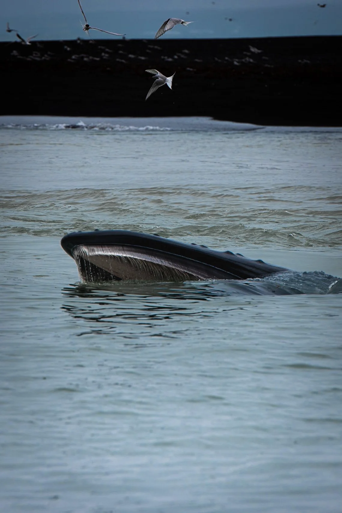 Whale surfacing in coastal waters with seabirds flying above