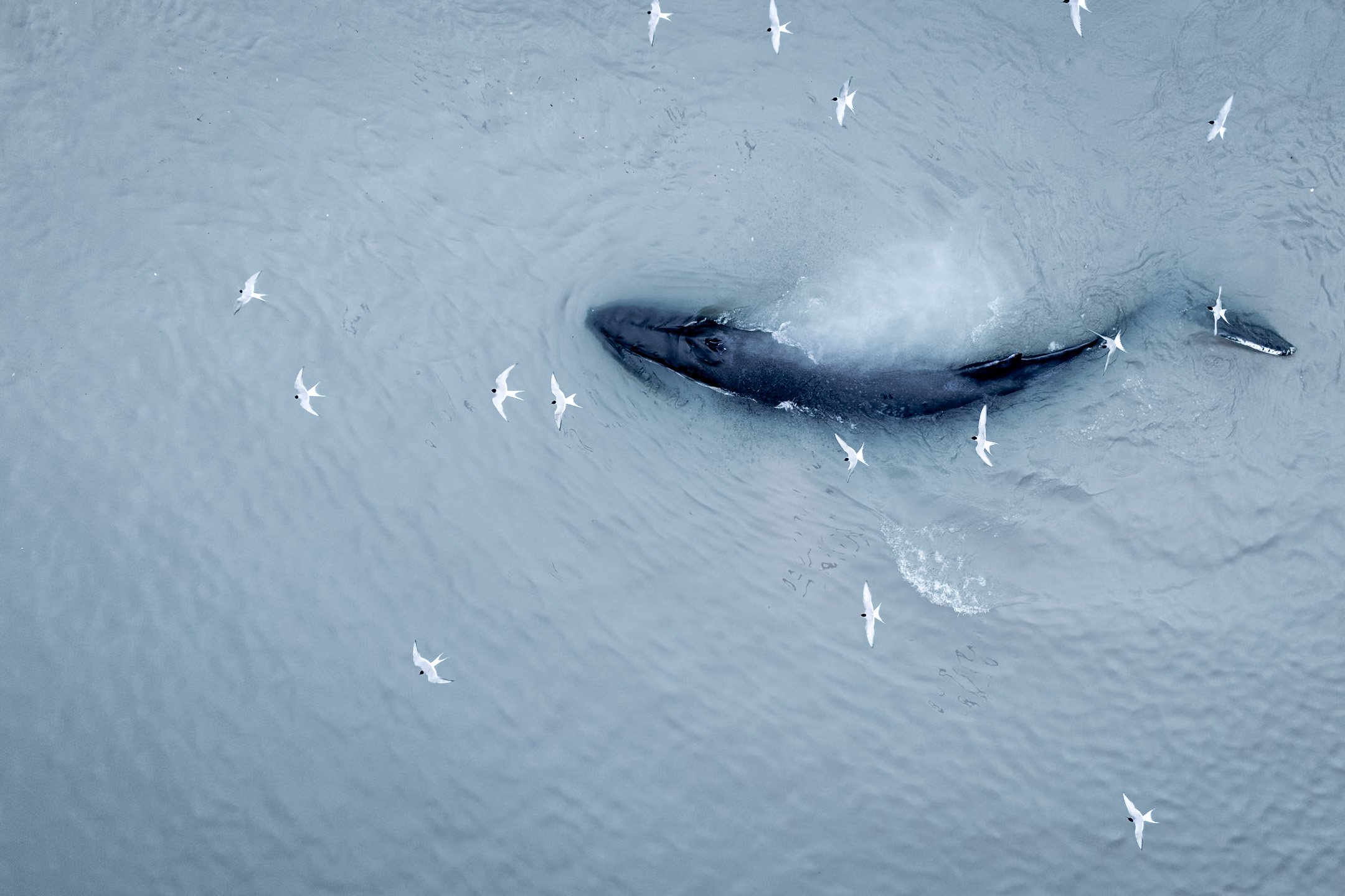 Whale surfacing in the sea surrounded by flying seabirds